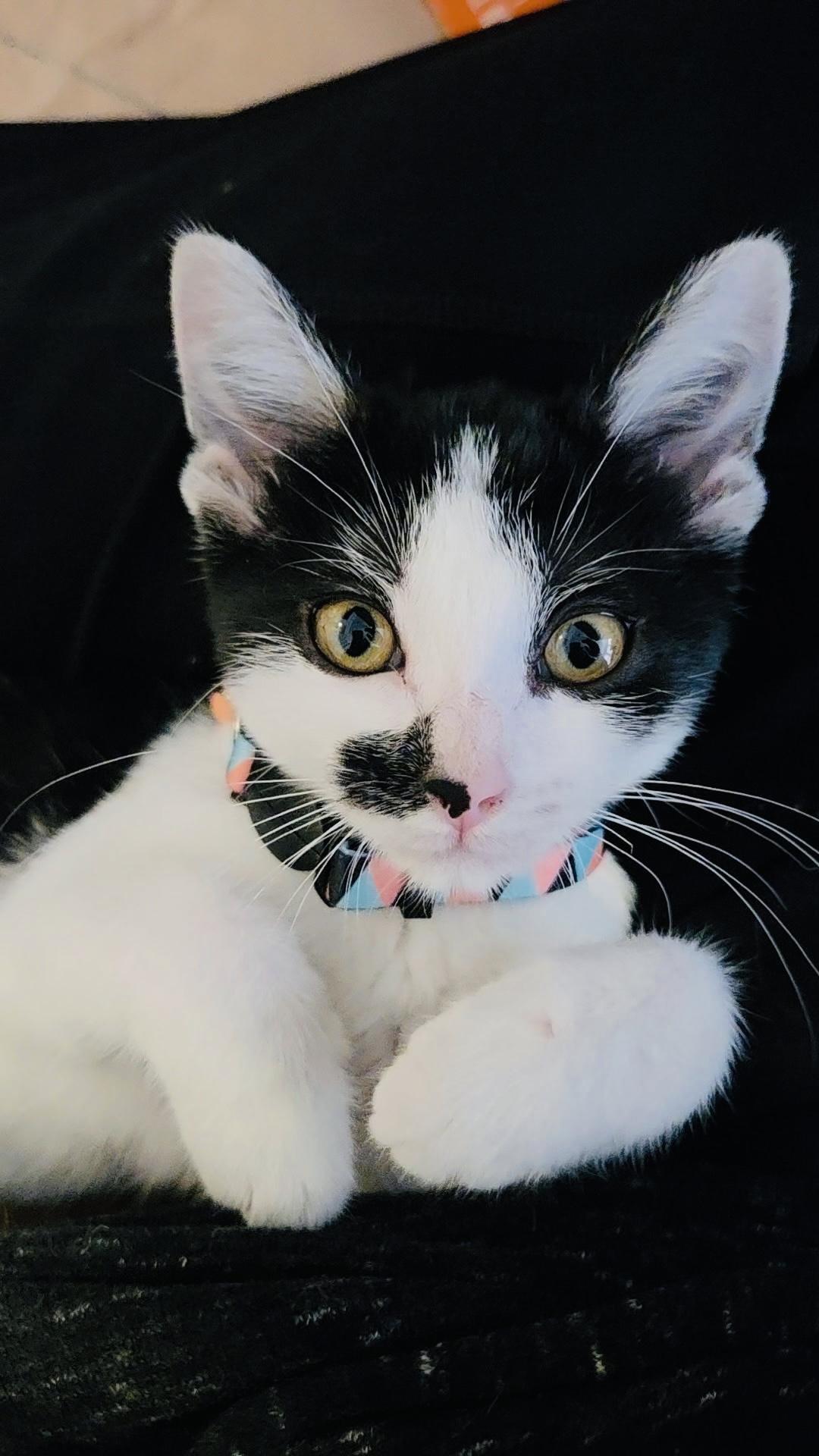 Clarabelle, ADOPTABLE, Kitten Female American Shorthair.