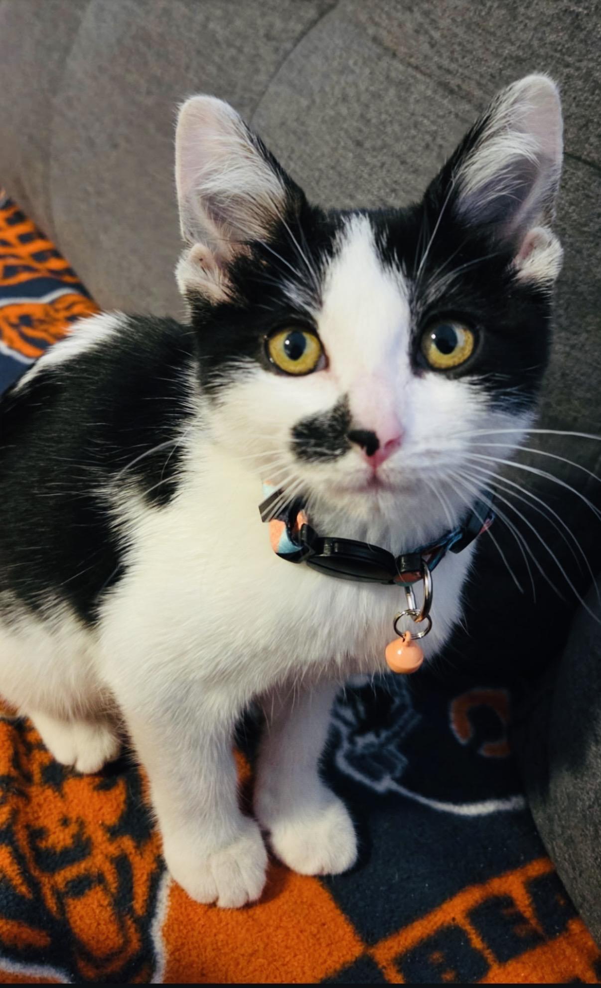 Enlarge Clarabelle, a ADOPTABLE American Shorthair in Chicago, IL image 2/2