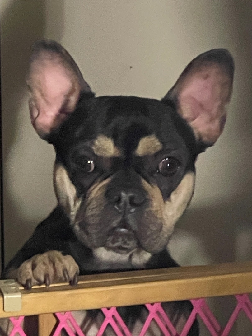 Enlarge JADE, a Adopted French Bulldog in Quartz Hill, CA image 1/6