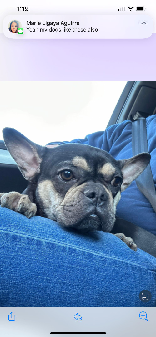 Enlarge JADE, a Adopted French Bulldog in Quartz Hill, CA image 2/6