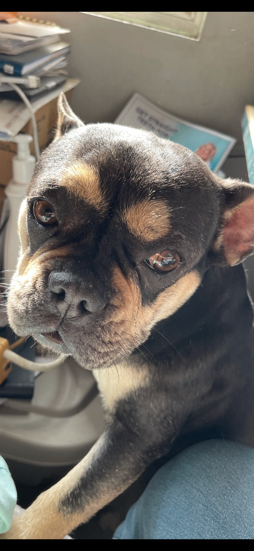 Enlarge JADE, a Adopted French Bulldog in Quartz Hill, CA image 3/6