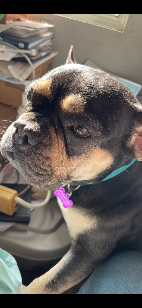 Enlarge JADE, a Adopted French Bulldog in Quartz Hill, CA image 5/6