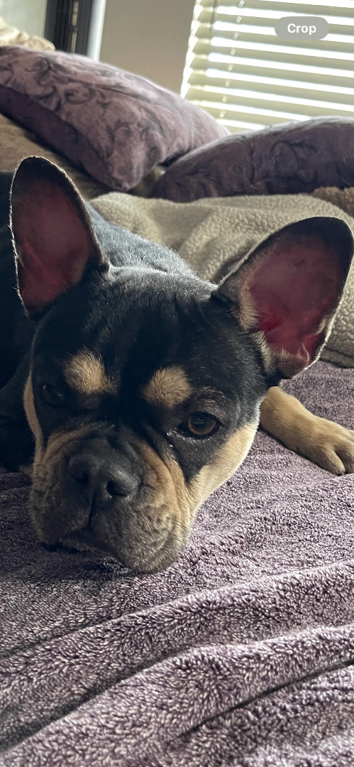 Enlarge JADE, a Adopted French Bulldog in Quartz Hill, CA image 6/6