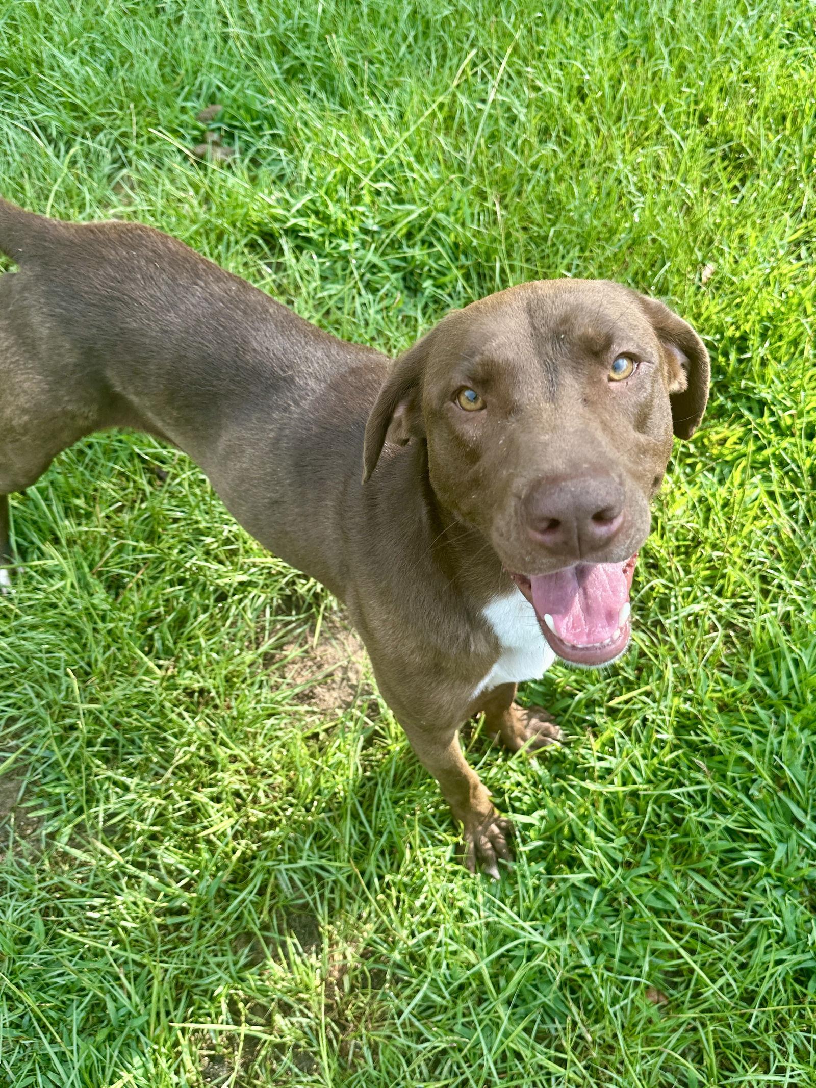 Tucker, a Adoptable Labrador Retriever in Eastman, GA image 1/4