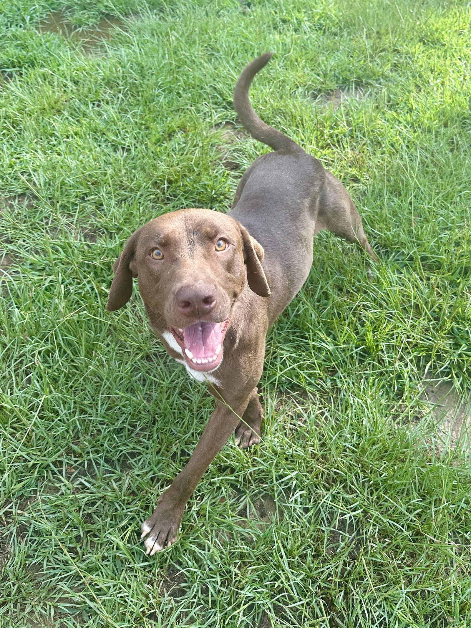 Tucker, a Adoptable Labrador Retriever in Eastman, GA image 3/4