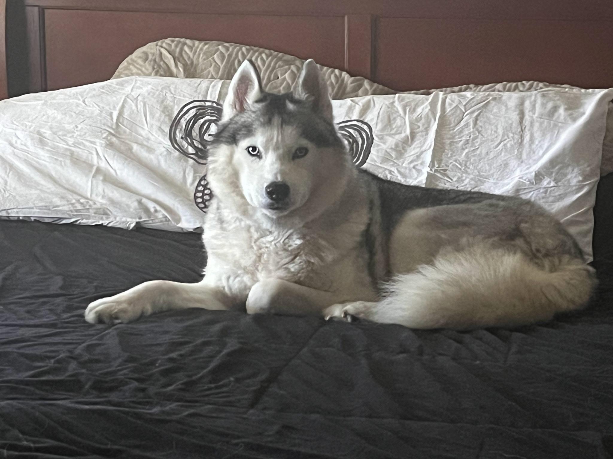 Snow, an adoptable Siberian Husky in Richmond Hill, ON, L4E 2M8 | Photo Image 4