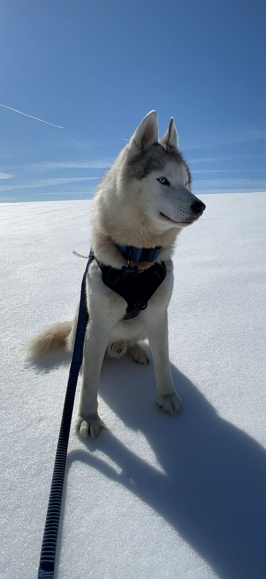 Snow, an adoptable Siberian Husky in Richmond Hill, ON, L4E 2M8 | Photo Image 1