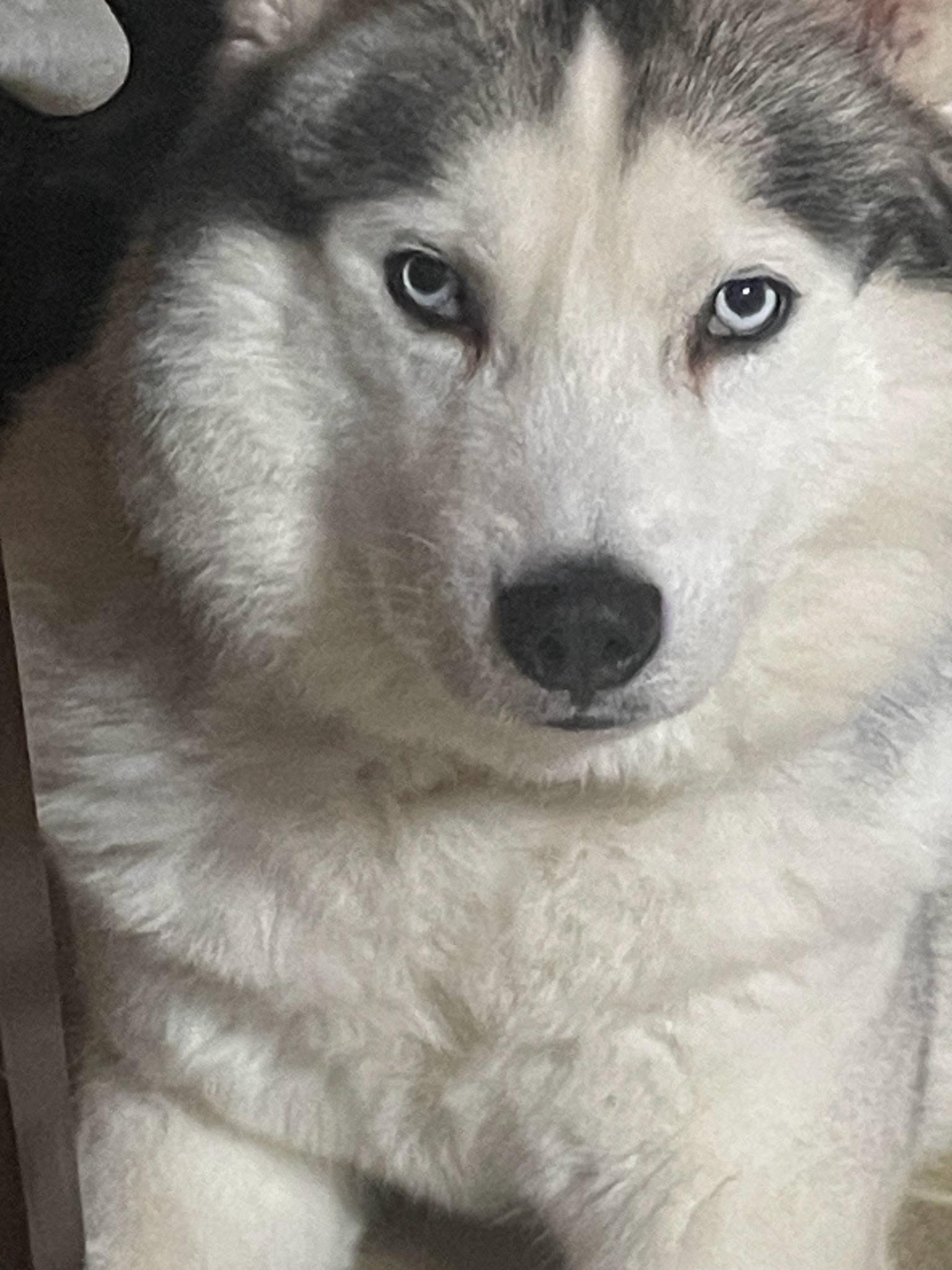 Snow, an adoptable Siberian Husky in Richmond Hill, ON, L4E 2M8 | Photo Image 2