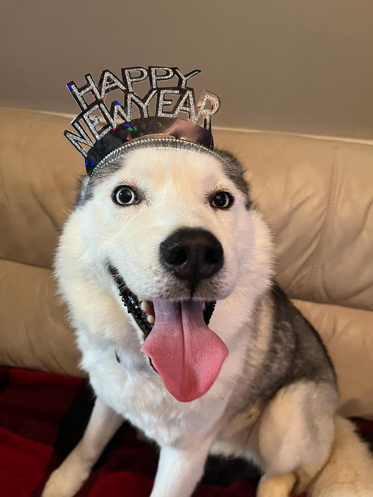 Snow, an adoptable Siberian Husky in Richmond Hill, ON, L4E 2M8 | Photo Image 5