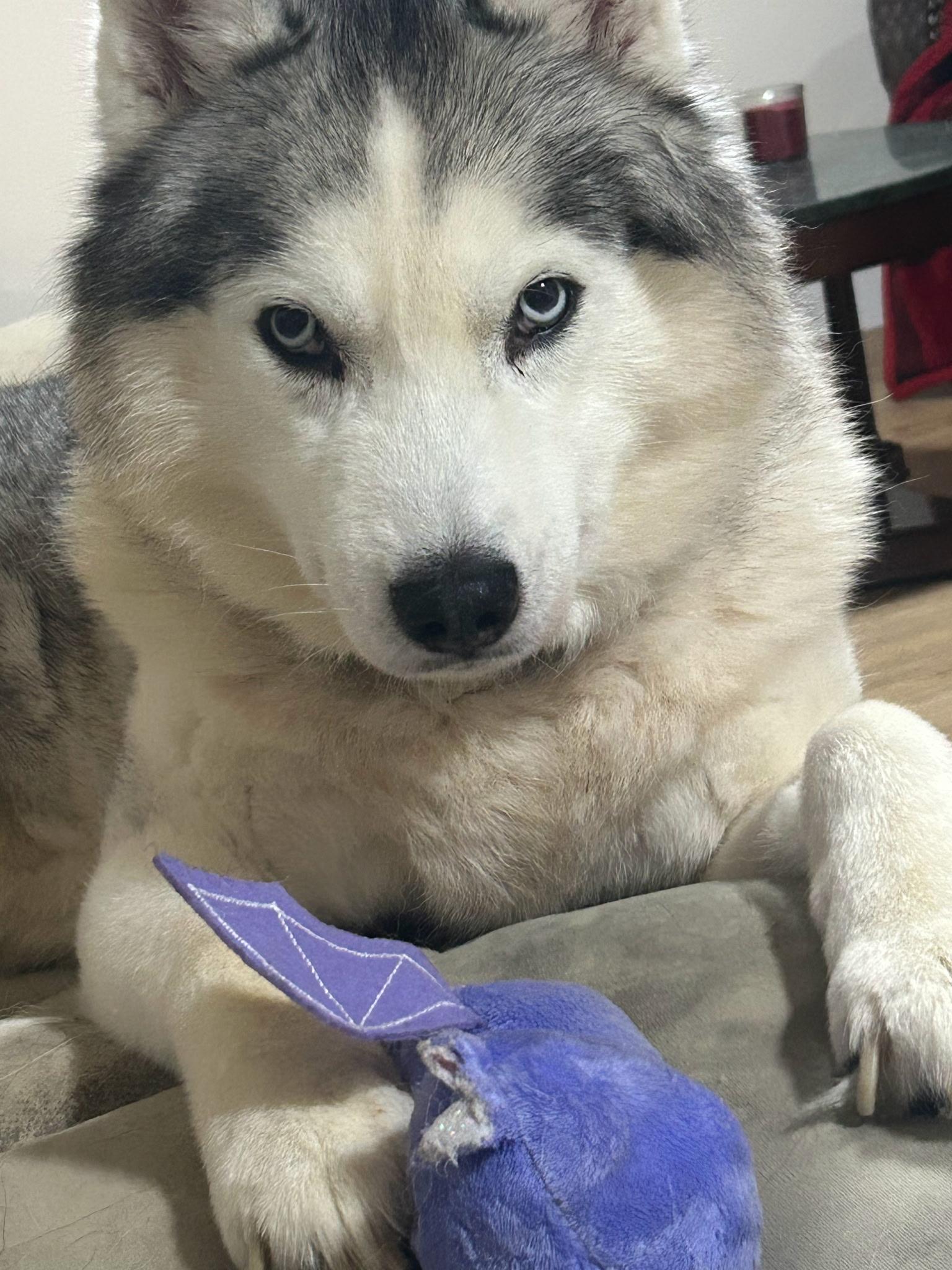 Snow, an adoptable Siberian Husky in Richmond Hill, ON, L4E 2M8 | Photo Image 3