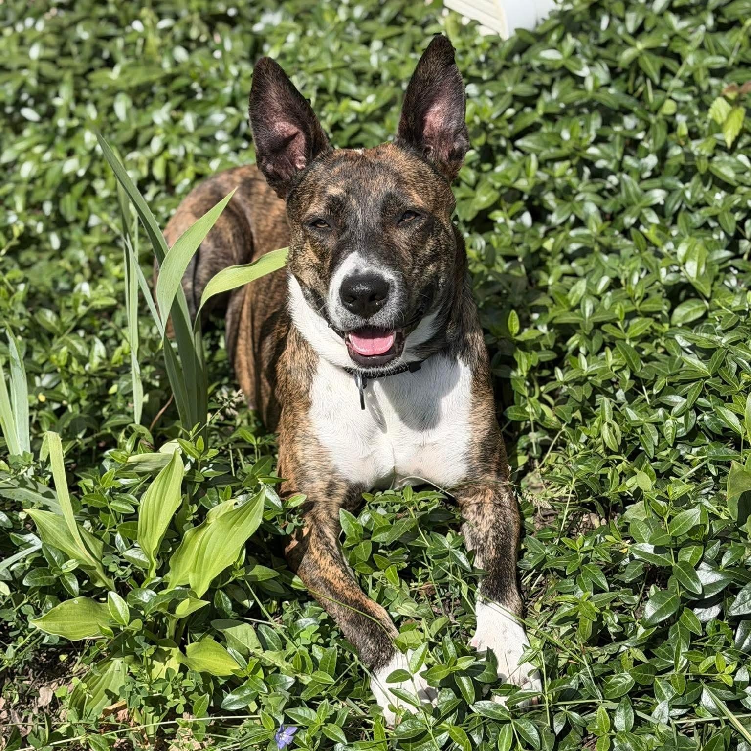 Enlarge Queenie, a ADOPTABLE mixed breed in Bethlehem, PA image 5/6