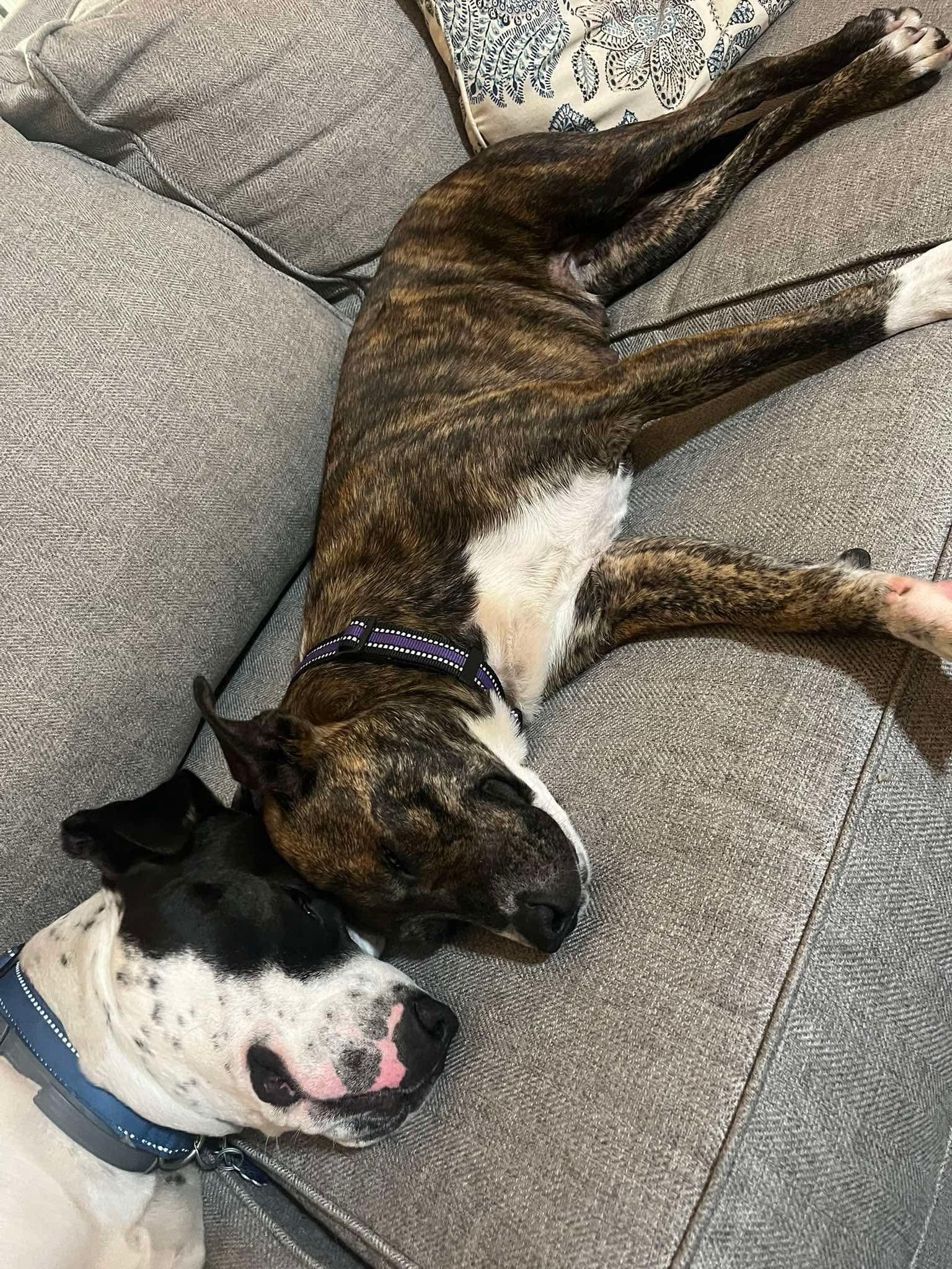 Enlarge Queenie, a ADOPTABLE mixed breed in Bethlehem, PA image 4/6