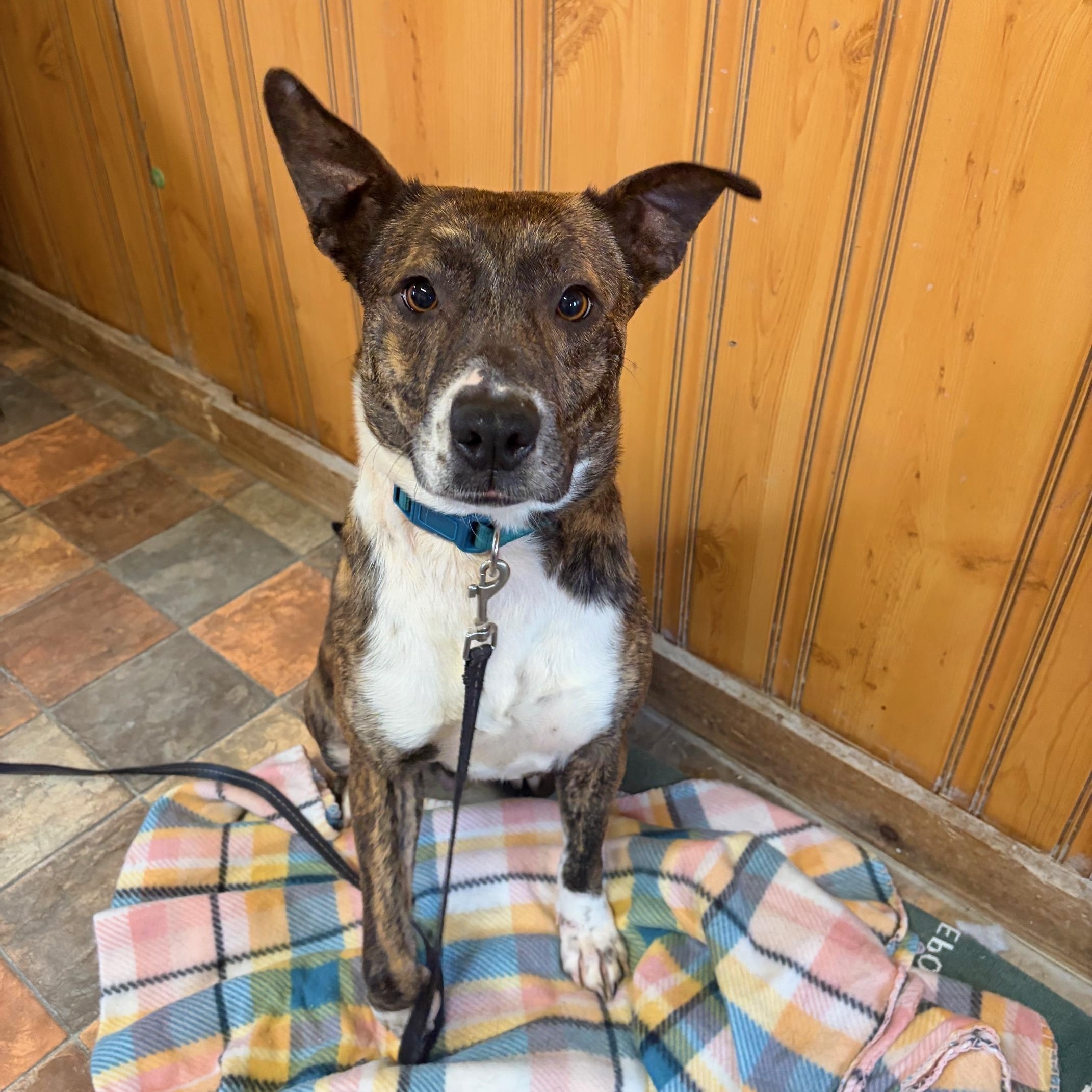 Enlarge Queenie, a ADOPTABLE mixed breed in Bethlehem, PA image 1/5