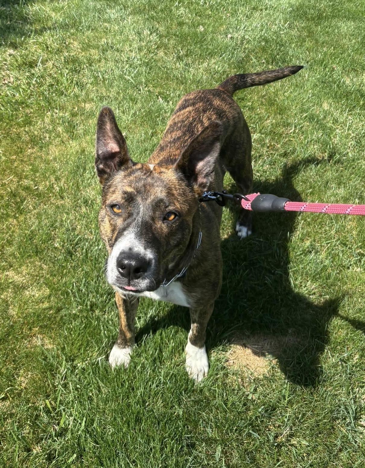 Enlarge Queenie, a ADOPTABLE mixed breed in Bethlehem, PA image 5/6