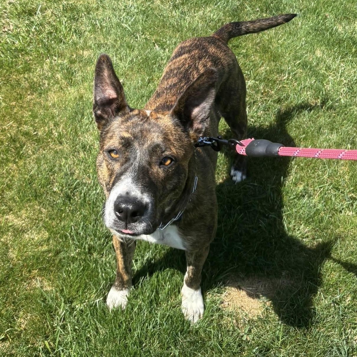 Enlarge Queenie, a ADOPTABLE mixed breed in Bethlehem, PA image 6/6