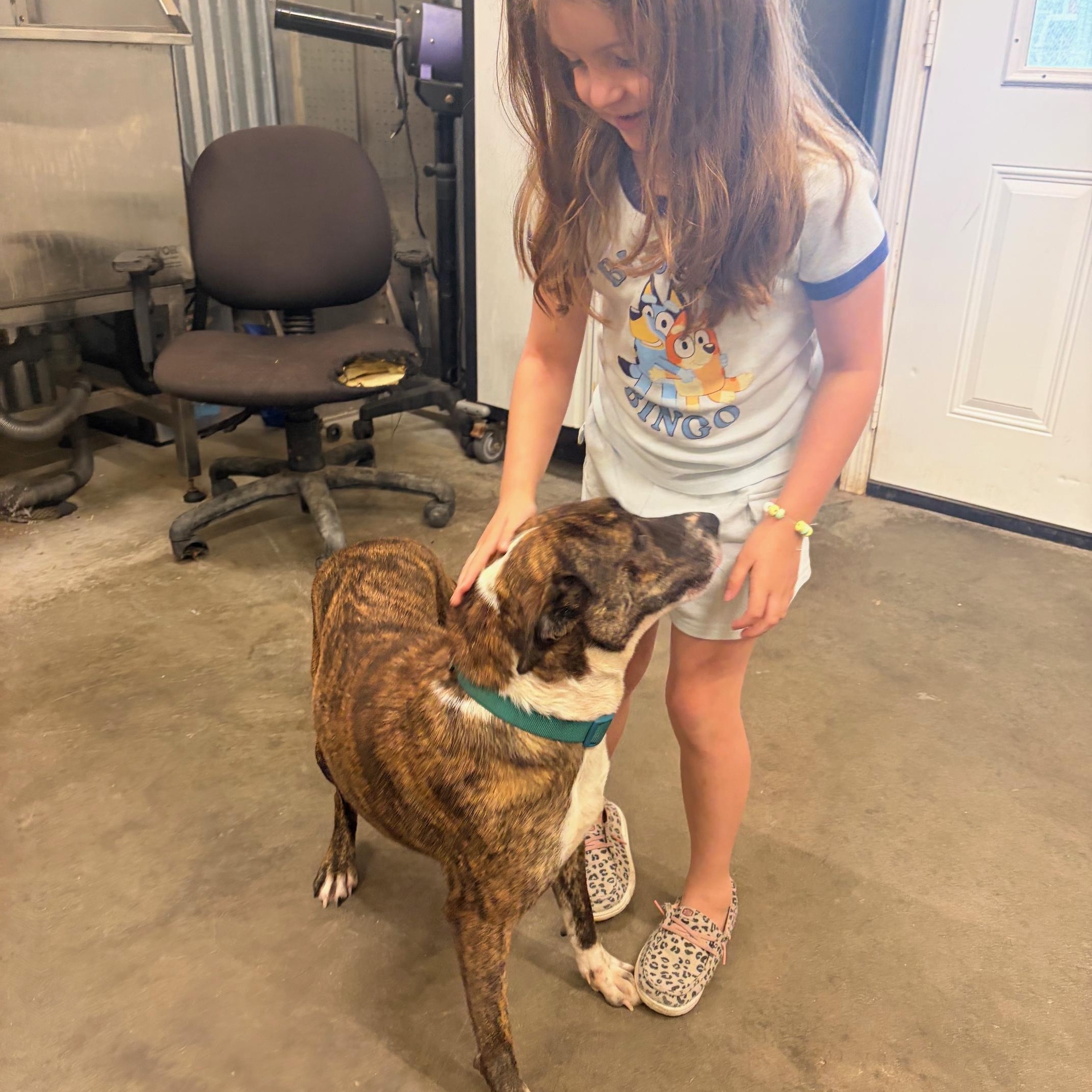 Enlarge Queenie, a ADOPTABLE mixed breed in Bethlehem, PA image 5/5