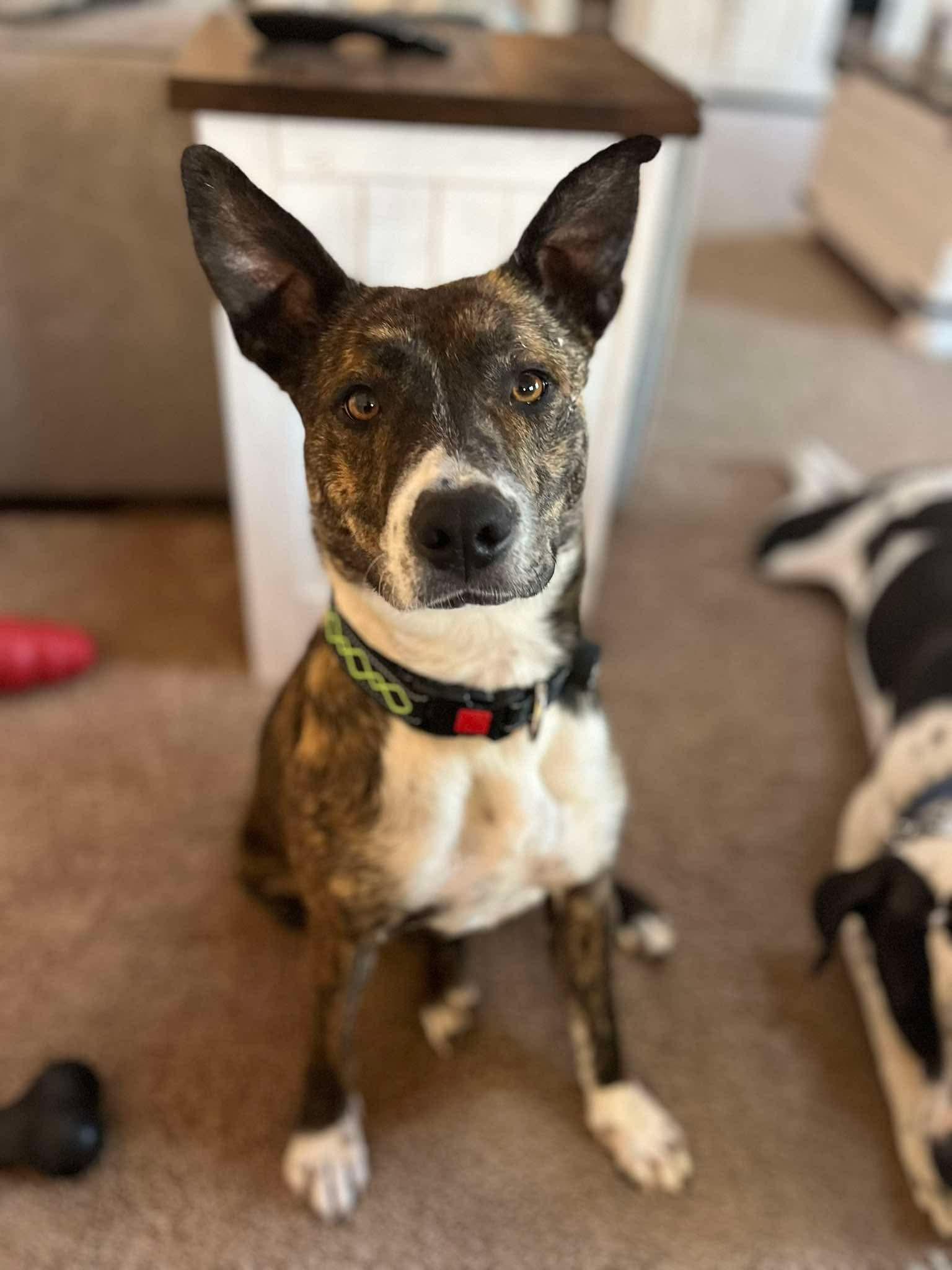 Enlarge Queenie, a ADOPTABLE mixed breed in Bethlehem, PA image 1/6