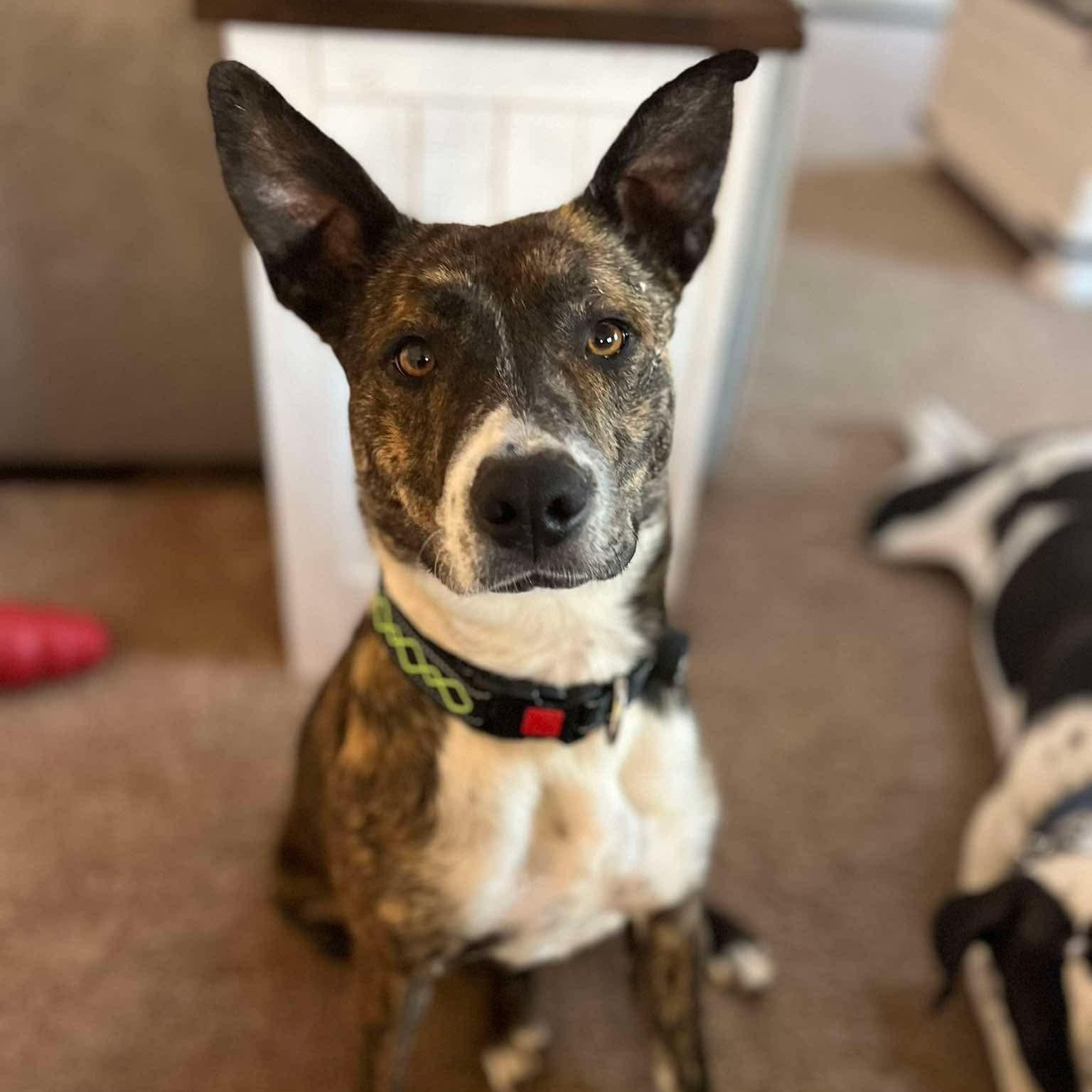 Enlarge Queenie, a ADOPTABLE mixed breed in Bethlehem, PA image 1/6