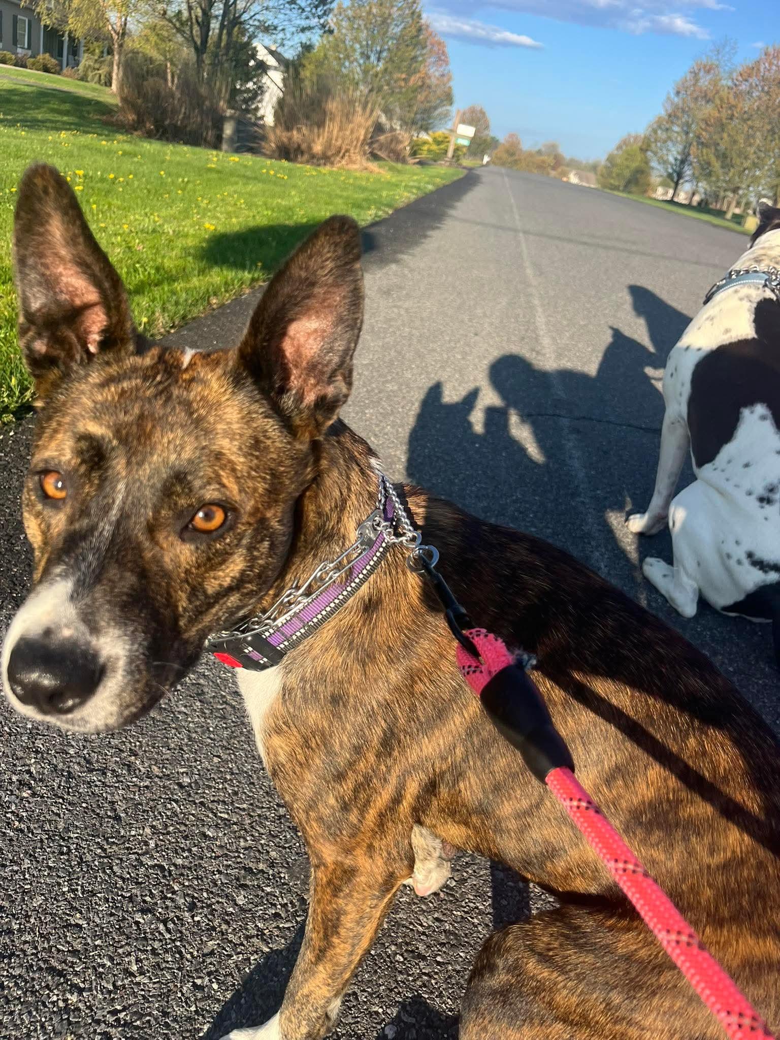 Enlarge Queenie, a ADOPTABLE mixed breed in Bethlehem, PA image 6/6