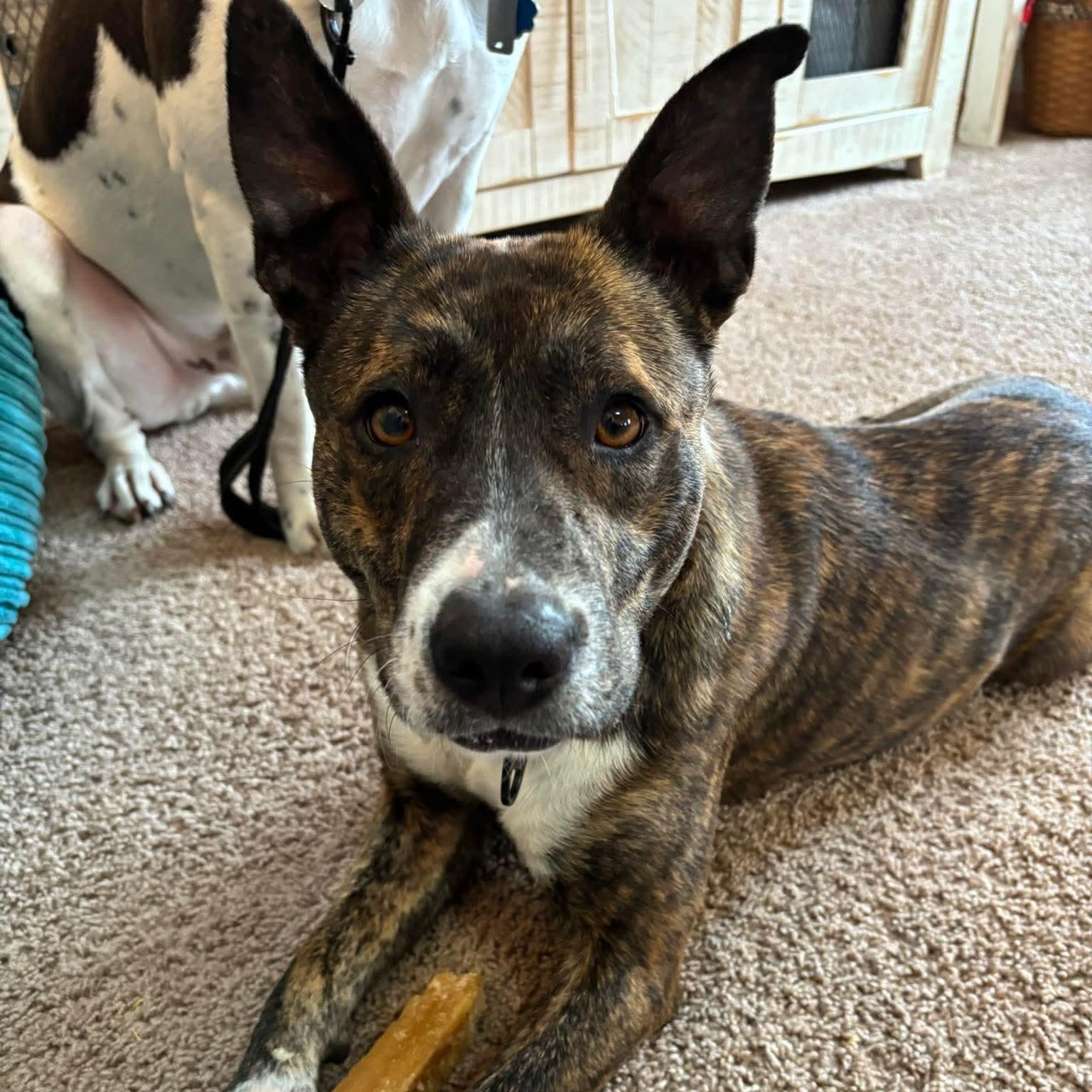 Enlarge Queenie, a ADOPTABLE mixed breed in Bethlehem, PA image 2/5