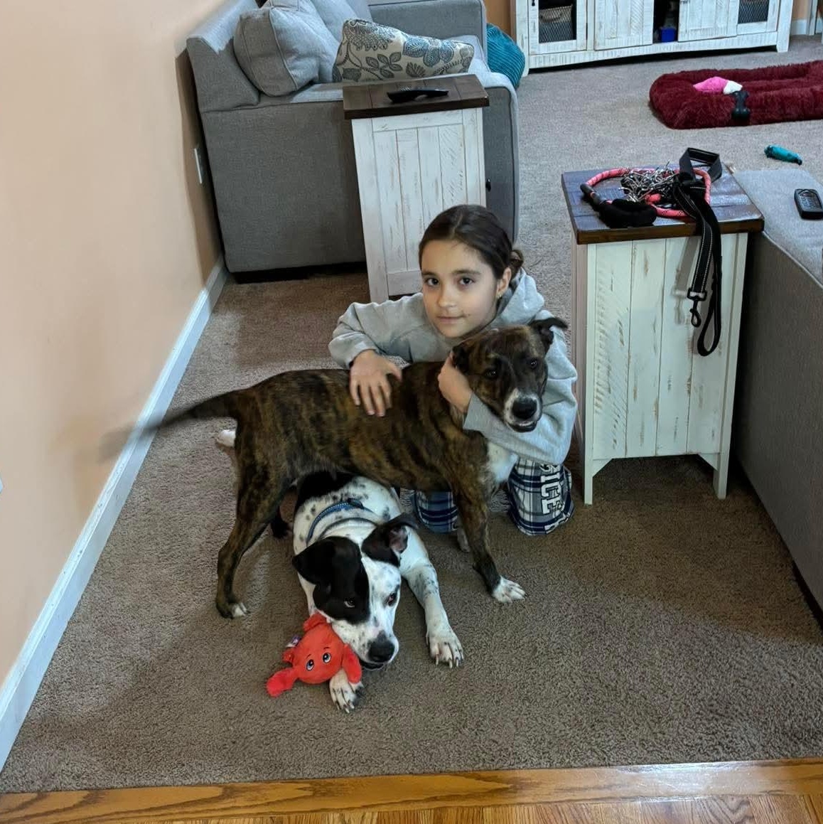 Enlarge Queenie, a ADOPTABLE mixed breed in Bethlehem, PA image 3/5