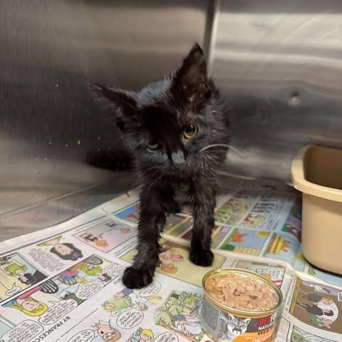 Enlarge Enid, a Adoptable Domestic Short Hair in Shinnston, WV image 1/2