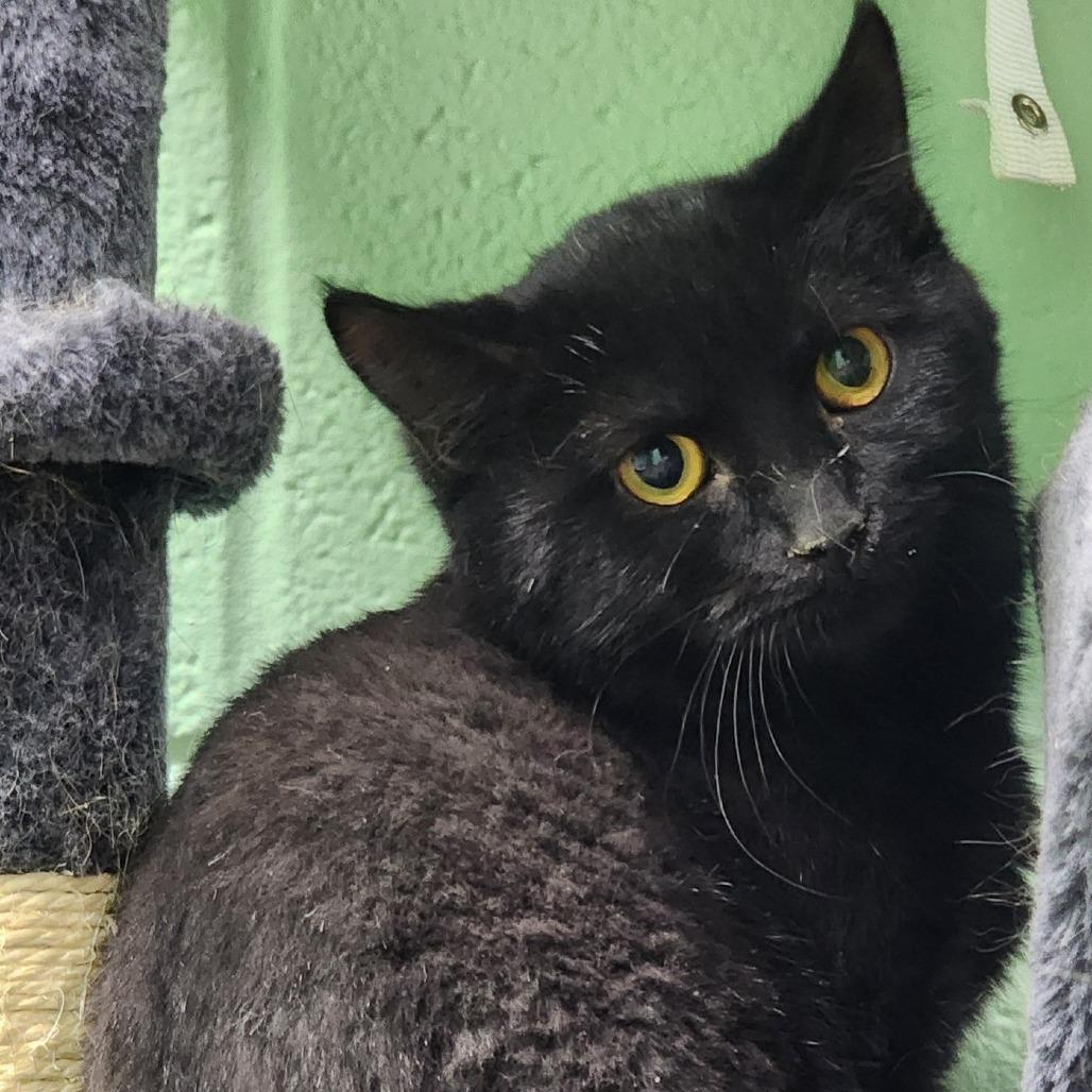 Enlarge Enid, a Adoptable Domestic Short Hair in Shinnston, WV image 2/2