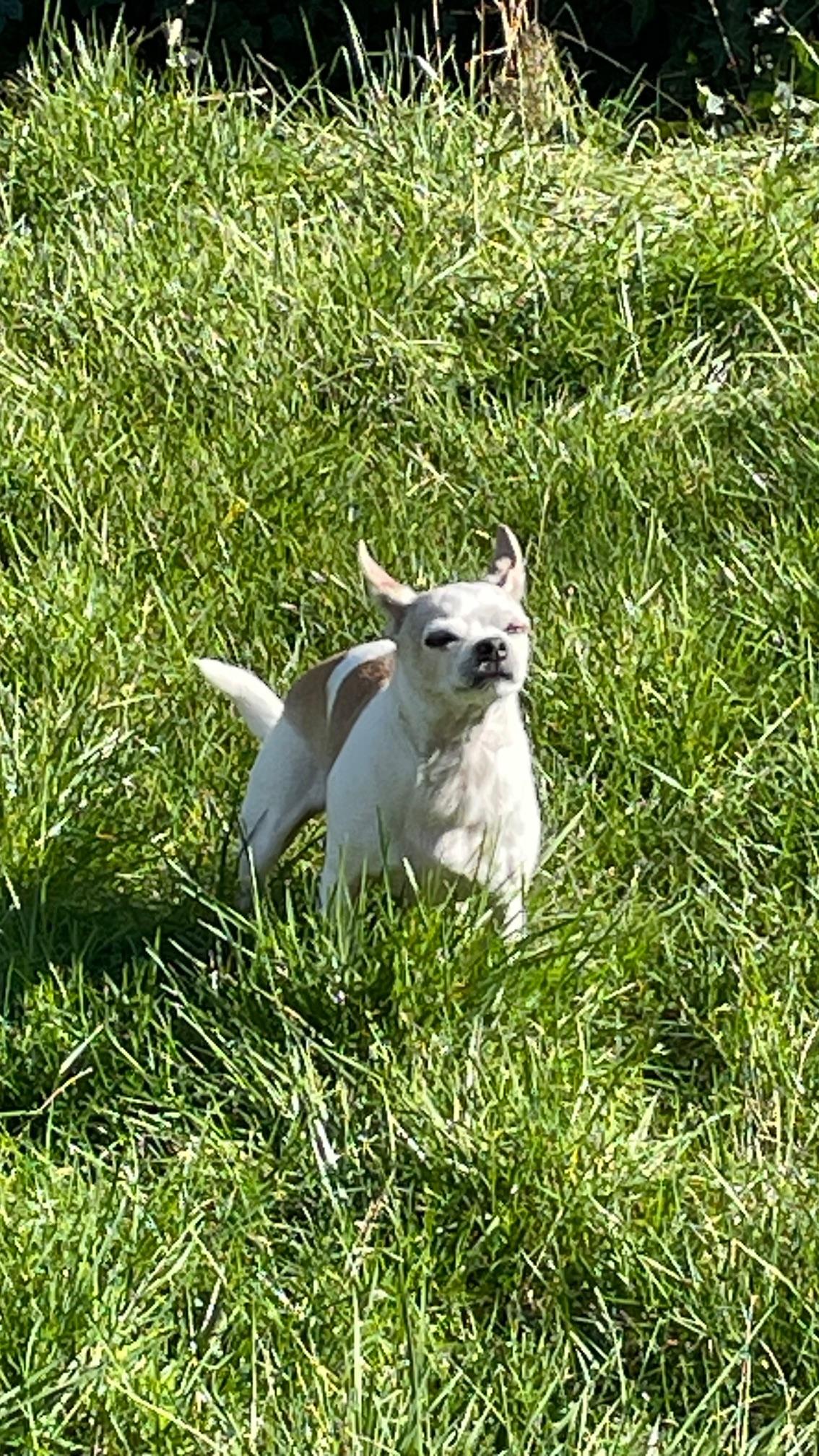 Enlarge Beans, an adopted mixed breed in Silvana, WA image 2/4