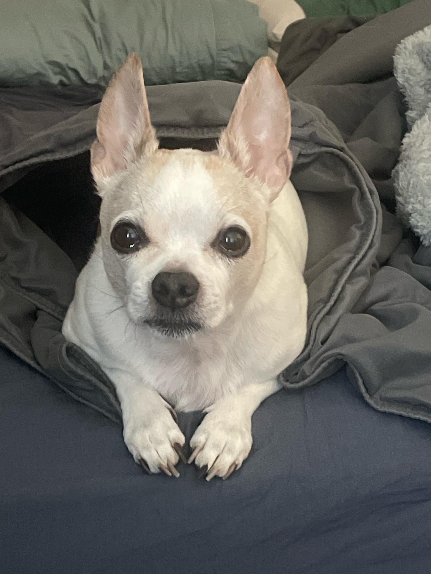 Beans, adopted, Senior Male Chihuahua.
