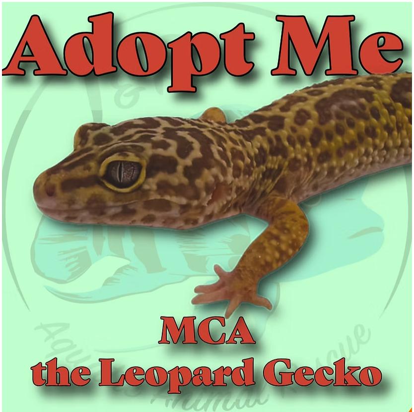 MCA the Leopard Gecko, Adoptable, Adult Unknown Gecko.