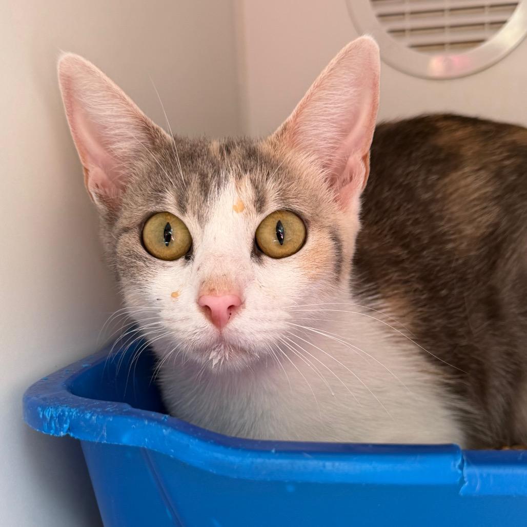 Enchilada, Adoptable, Young Female Domestic Short Hair.