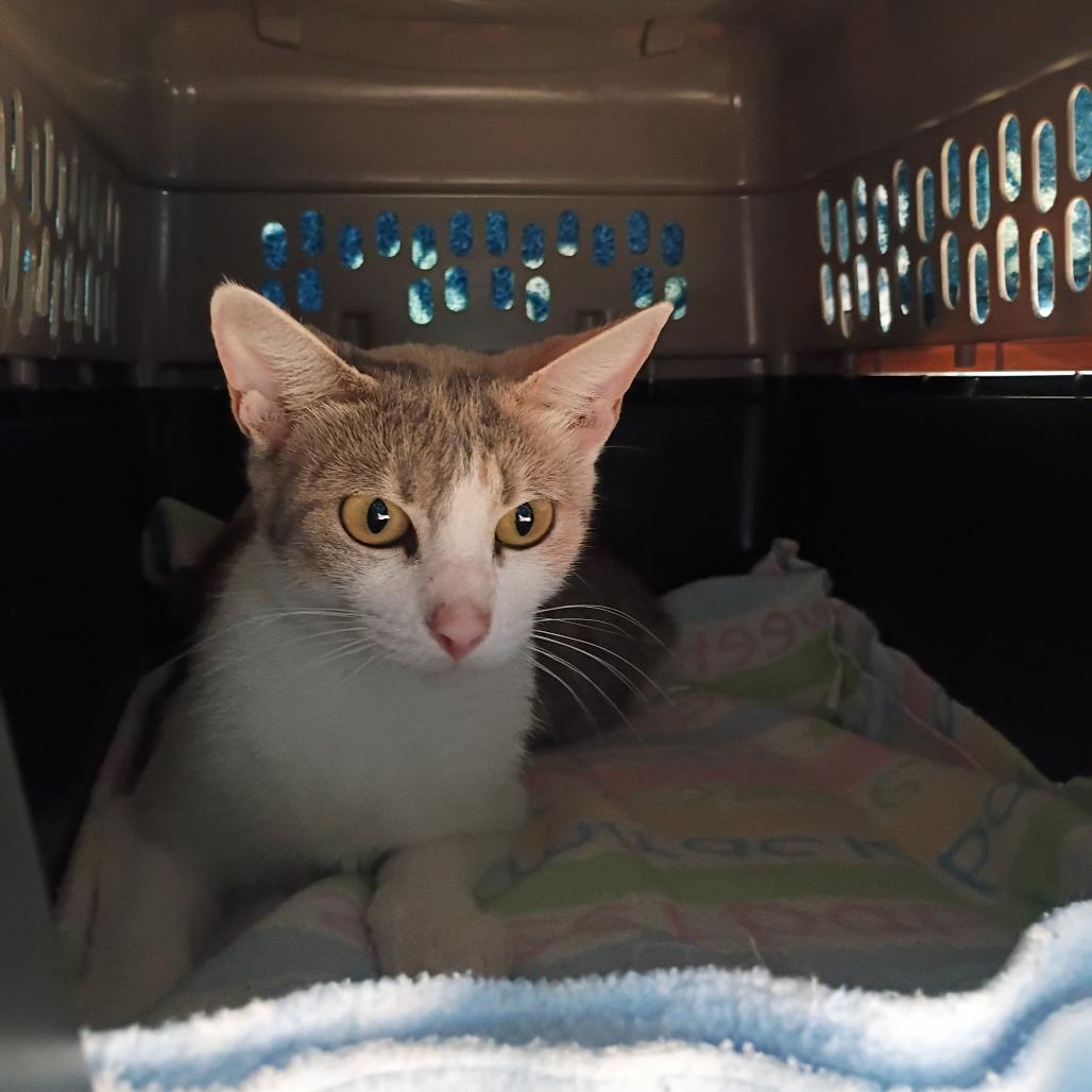 Enchilada, a Adoptable Domestic Short Hair in Tulsa, OK image 2/4