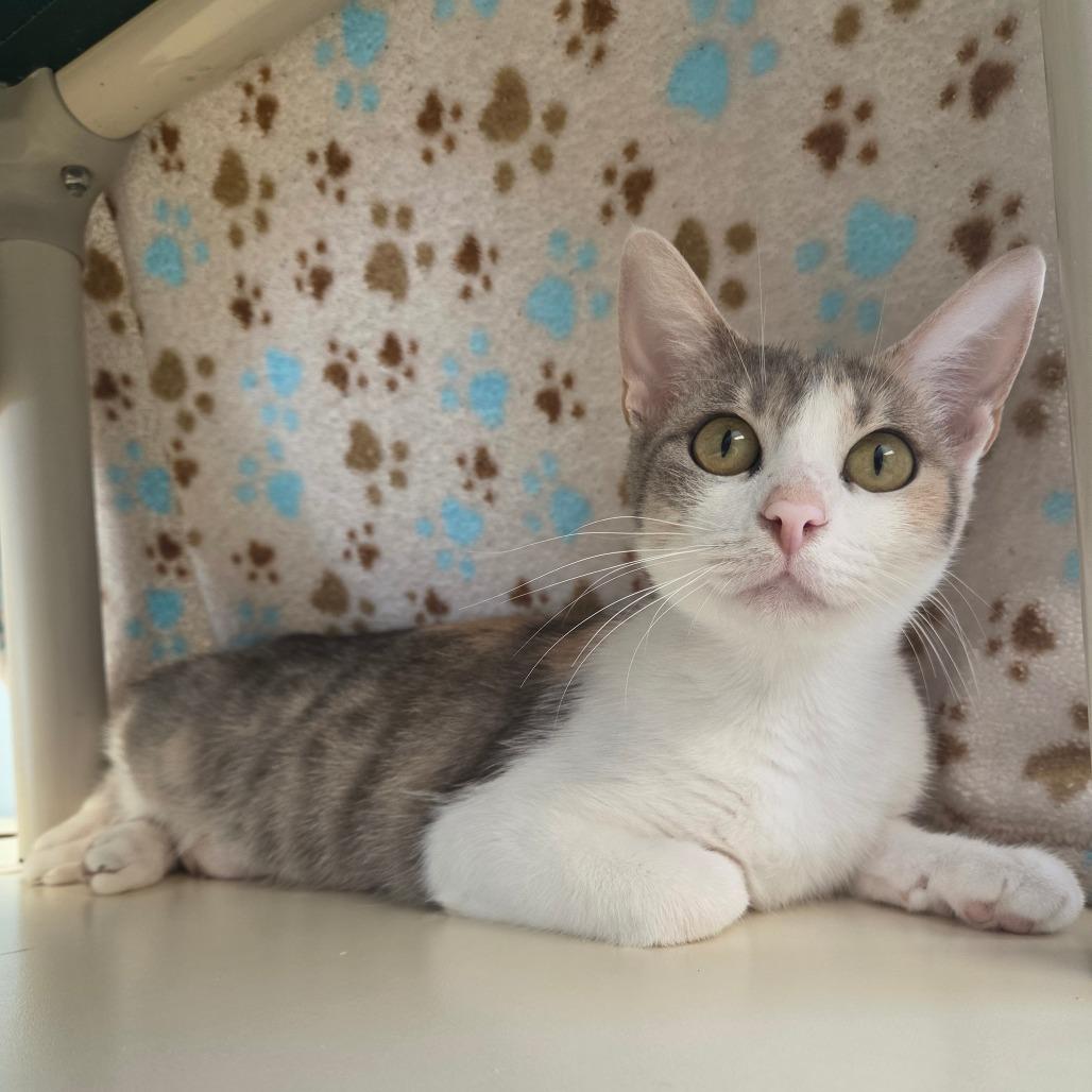 Enchilada, a Adoptable Domestic Short Hair in Tulsa, OK image 3/4