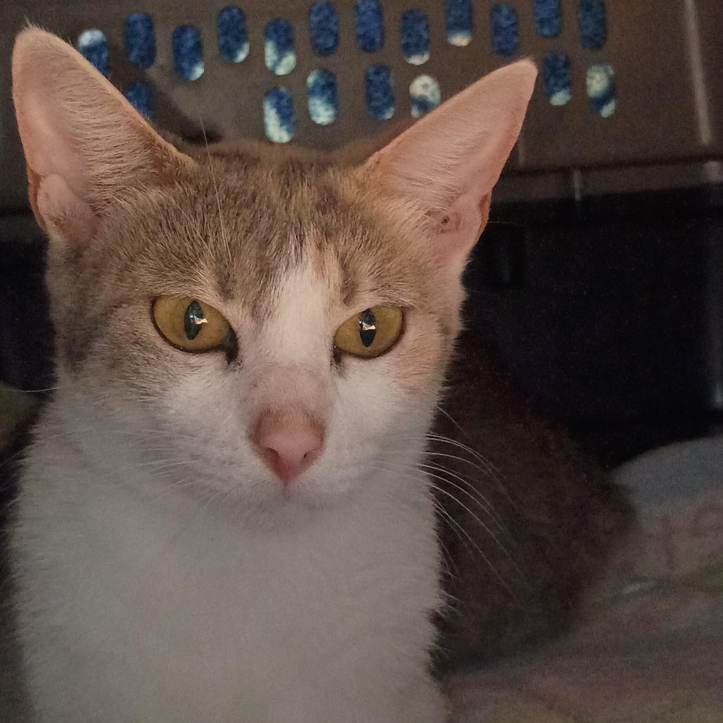 Enchilada, a Adoptable Domestic Short Hair in Tulsa, OK image 4/4