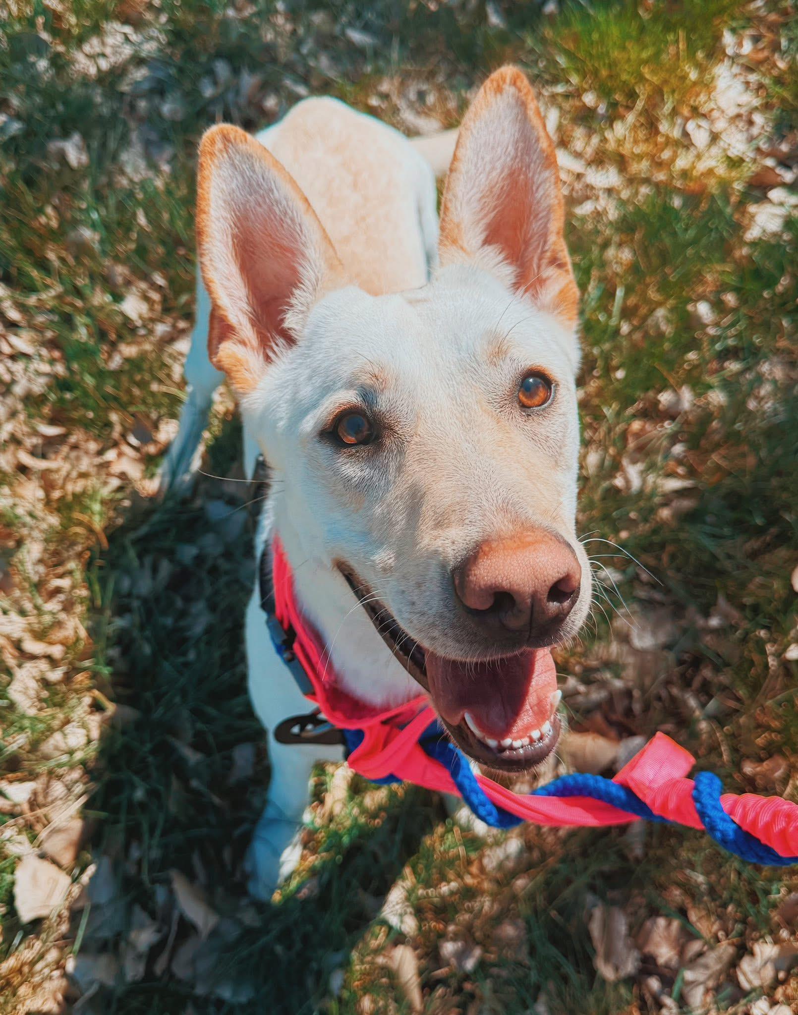 Marley - Lonely Hearts Club, a ADOPTABLE mixed breed in Hays, KS image 2/6