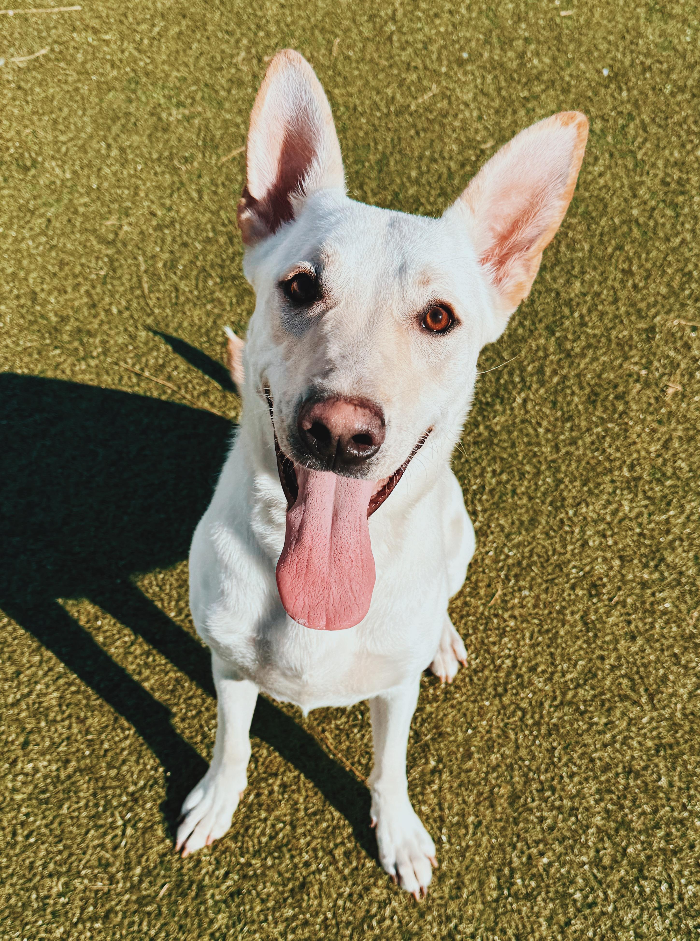 Enlarge Marley, a ADOPTABLE mixed breed in Hays, KS image 3/6