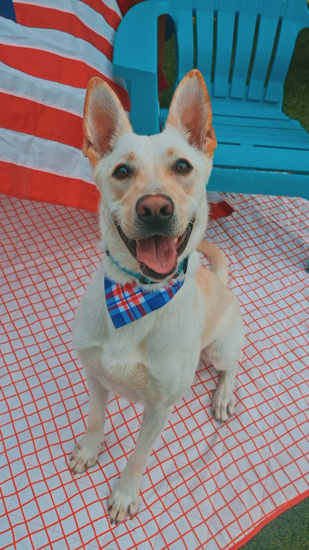Marley - Lonely Hearts Club, ADOPTABLE, Young Female Labrador Retriever & German Shepherd Dog.