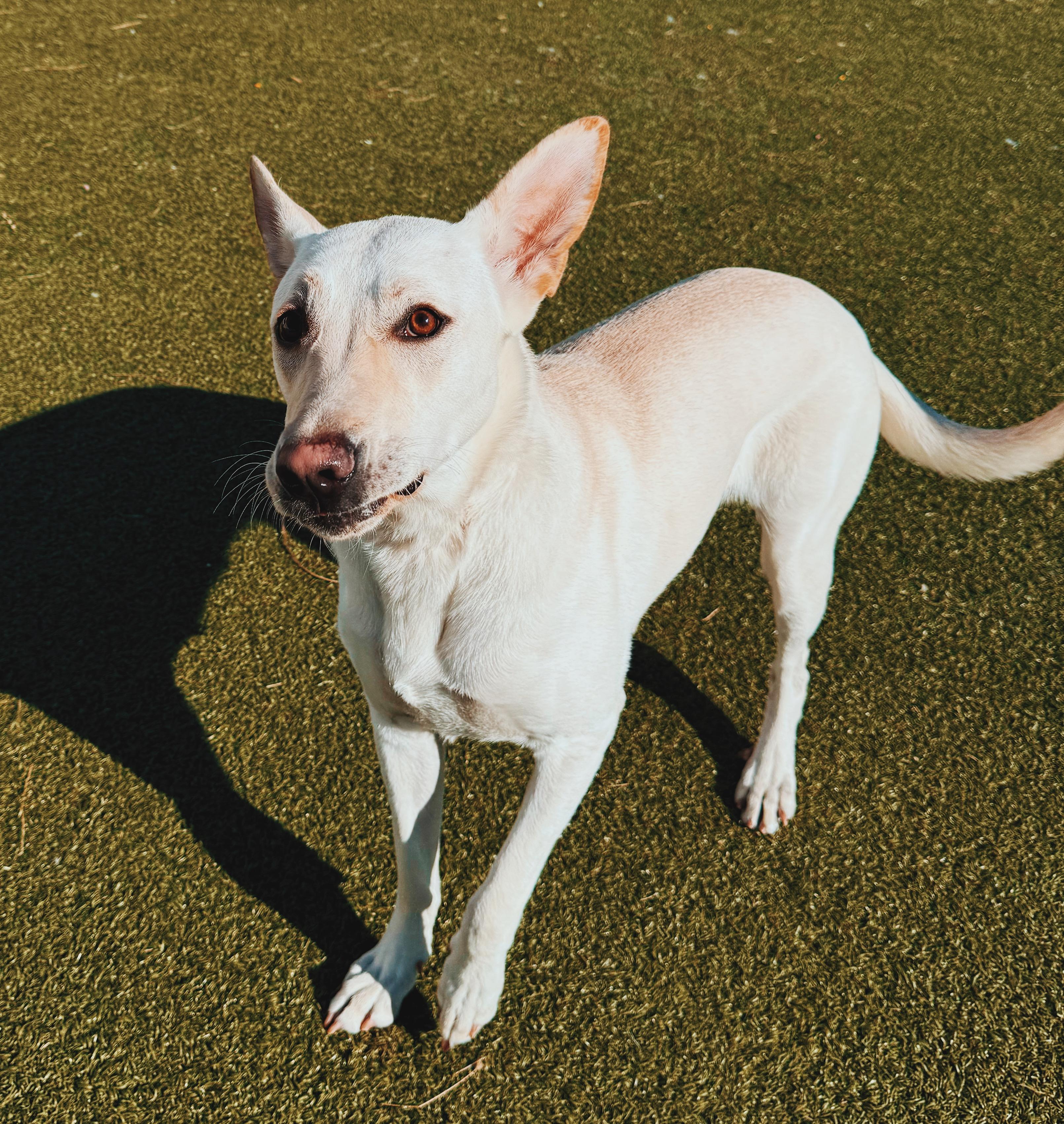 Enlarge Marley, a ADOPTABLE mixed breed in Hays, KS image 6/6