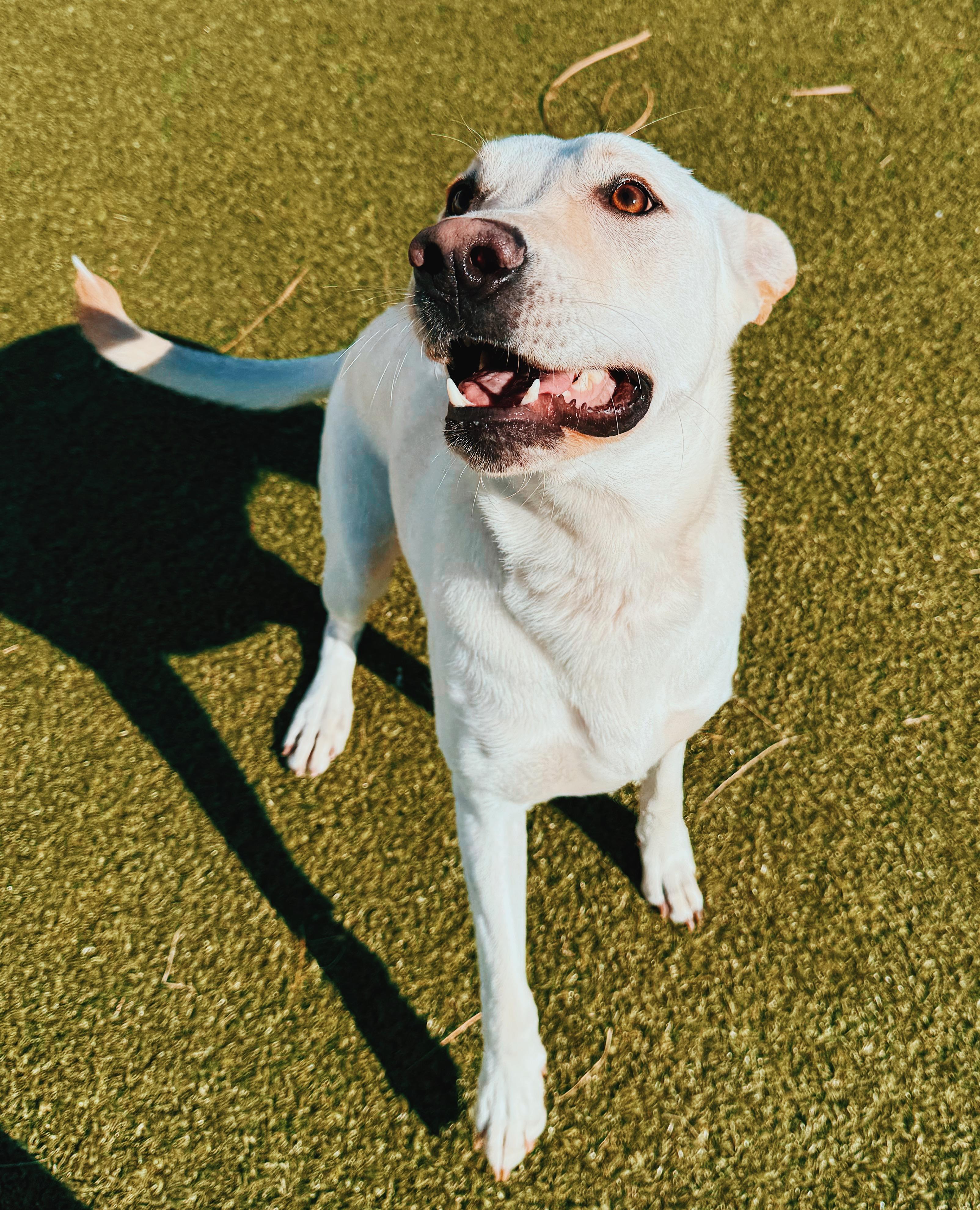 Enlarge Marley, a ADOPTABLE mixed breed in Hays, KS image 5/6