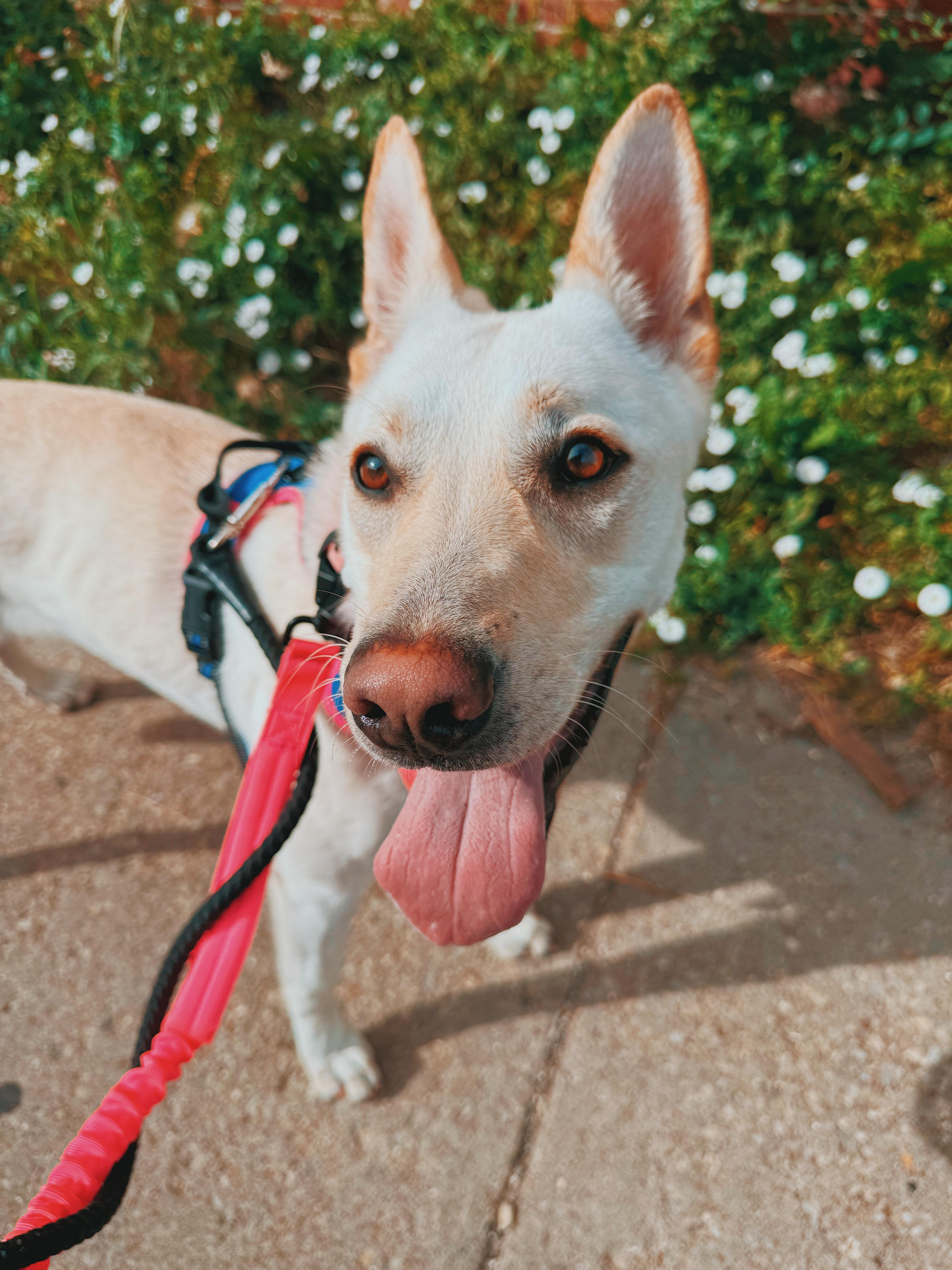 Marley - Lonely Hearts Club, a ADOPTABLE mixed breed in Hays, KS image 3/6