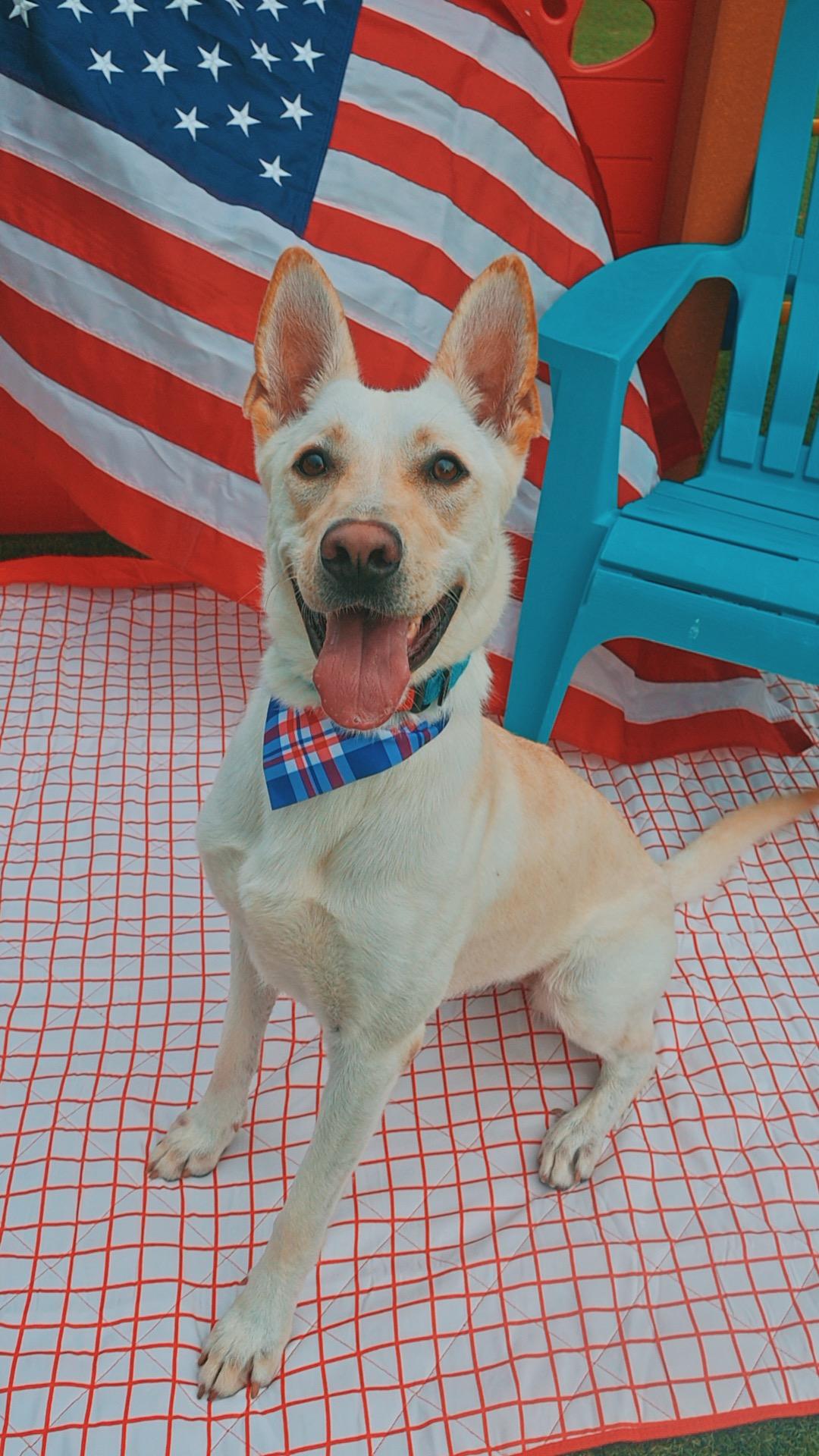 Marley - Lonely Hearts Club, a ADOPTABLE mixed breed in Hays, KS image 4/6