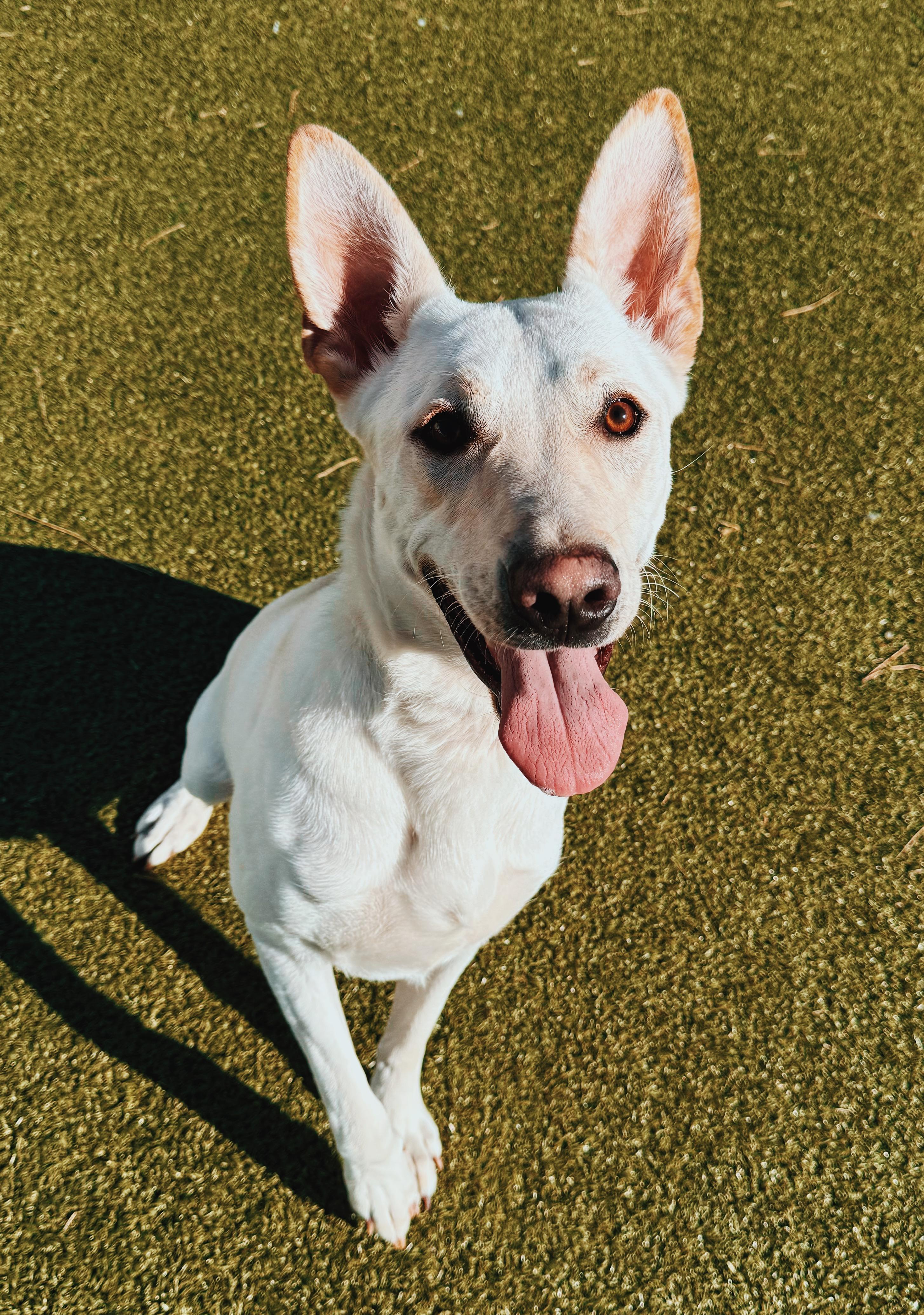 Enlarge Marley, a ADOPTABLE mixed breed in Hays, KS image 1/6
