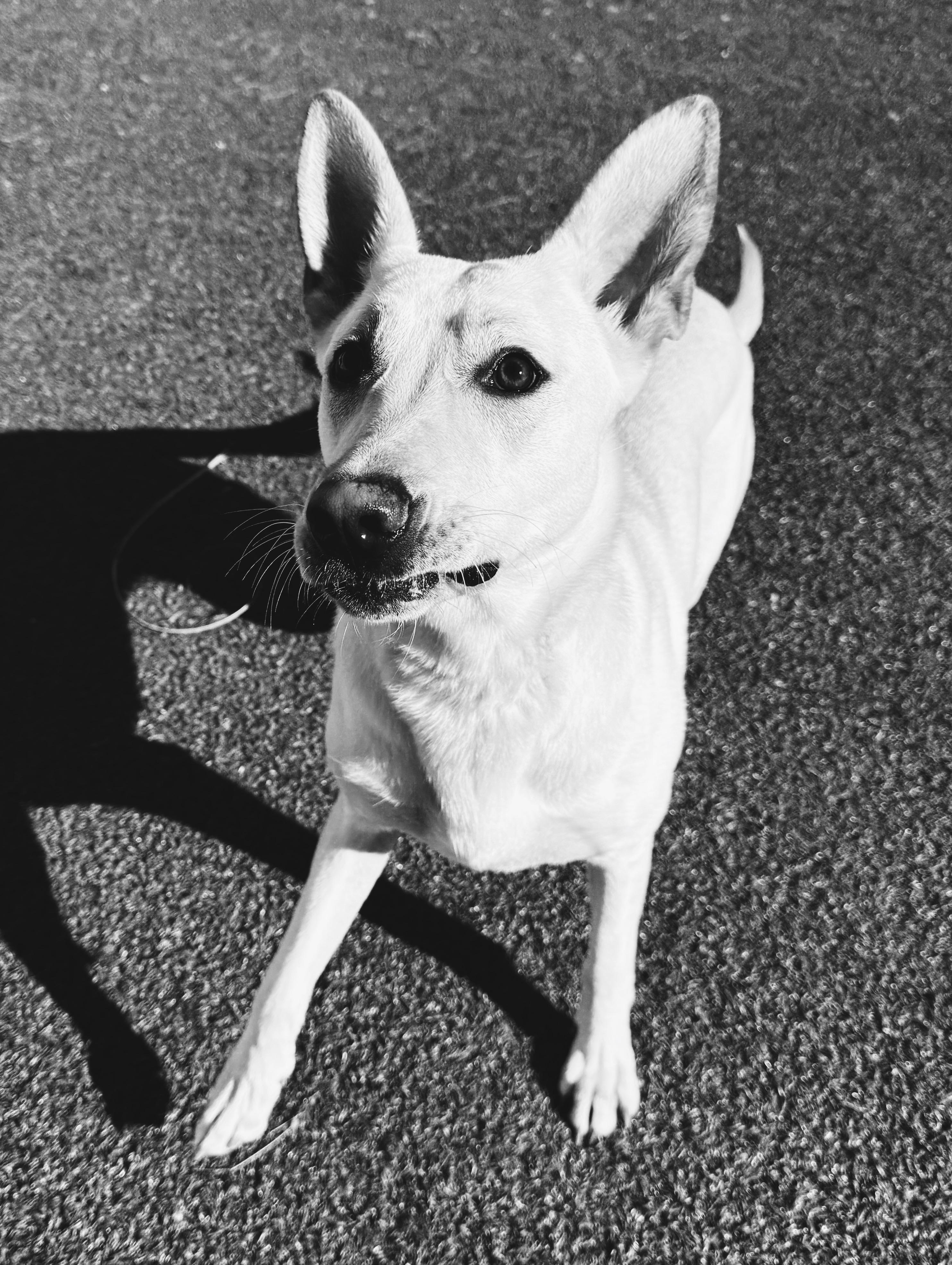 Enlarge Marley, a ADOPTABLE mixed breed in Hays, KS image 2/6