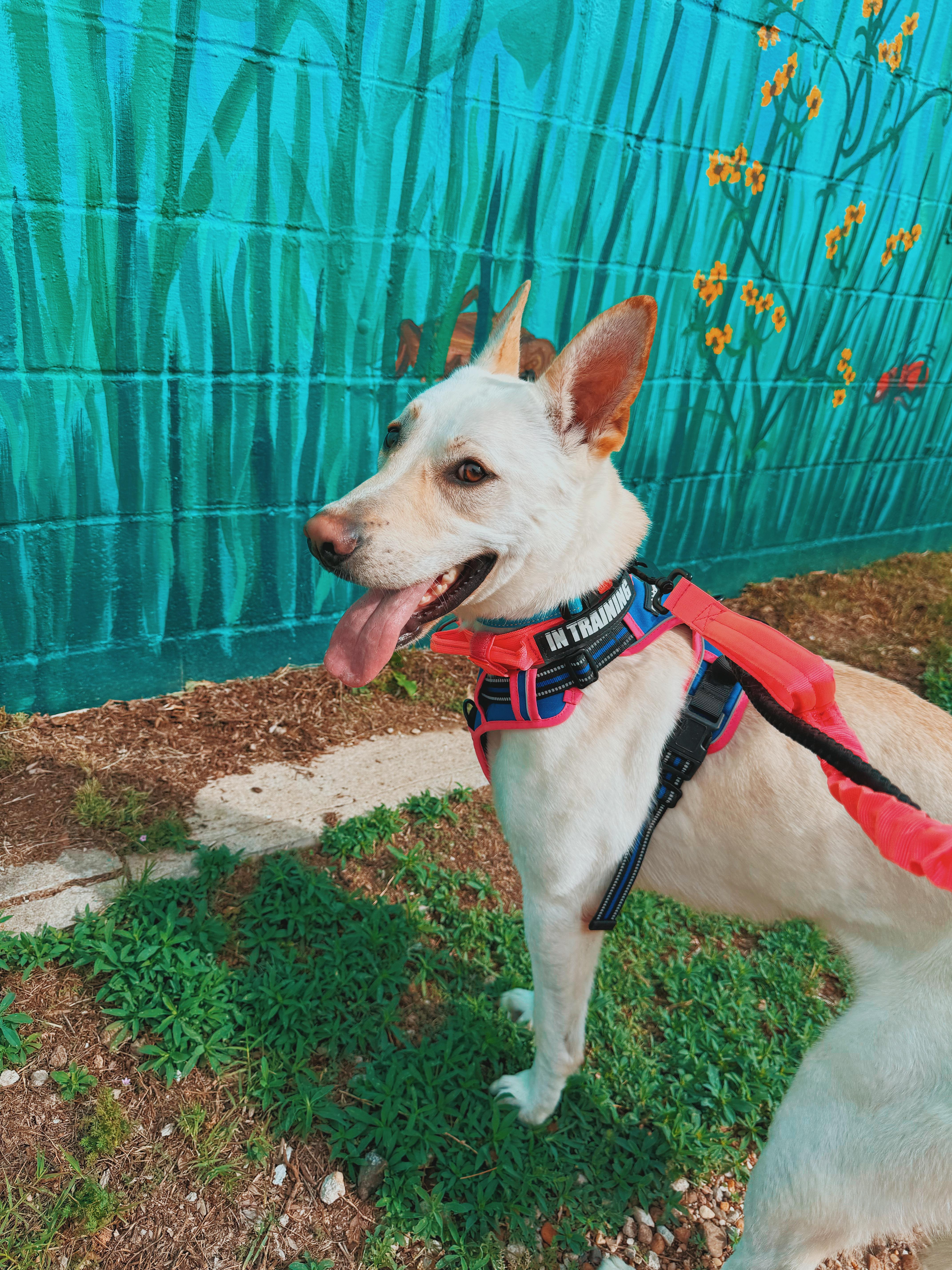 Marley - Lonely Hearts Club, a ADOPTABLE mixed breed in Hays, KS image 5/6