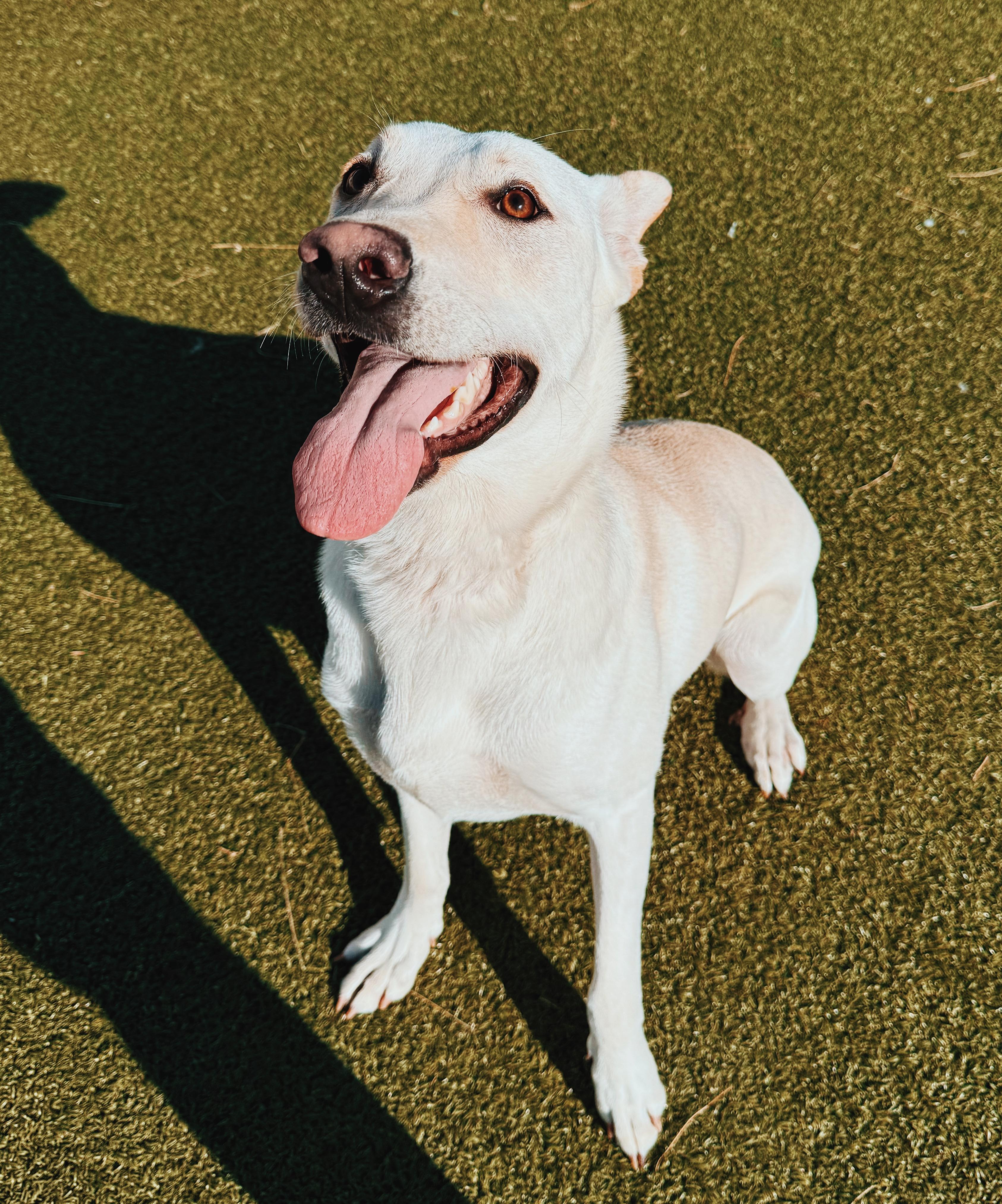 Enlarge Marley, a ADOPTABLE mixed breed in Hays, KS image 4/6