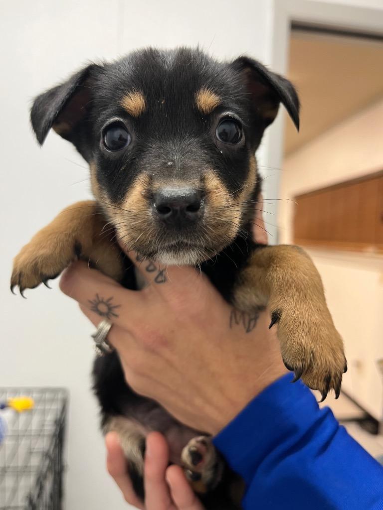 General Lee, Adoptable, Puppy Female Shepherd & Mixed Breed.
