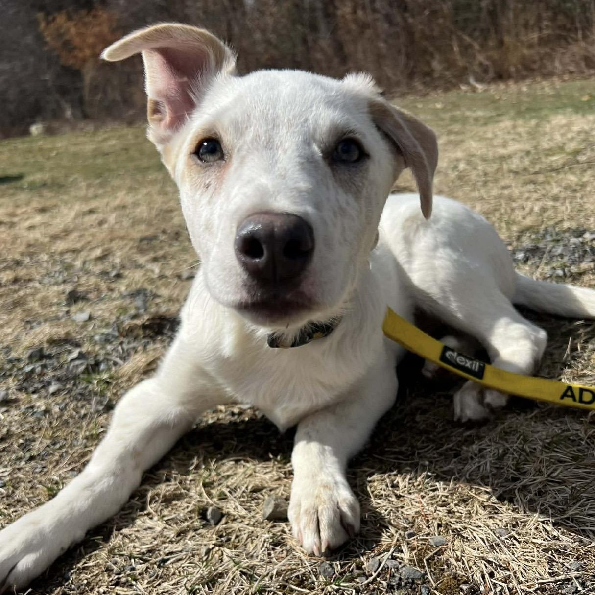 Ricky , ADOPTABLE, Puppy Male Mixed Breed.