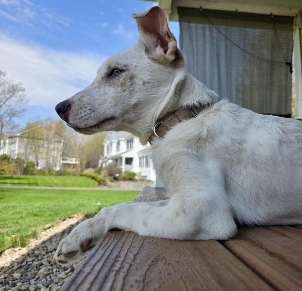 Ricky , a ADOPTABLE mixed breed in Pelham, NH image 6/6