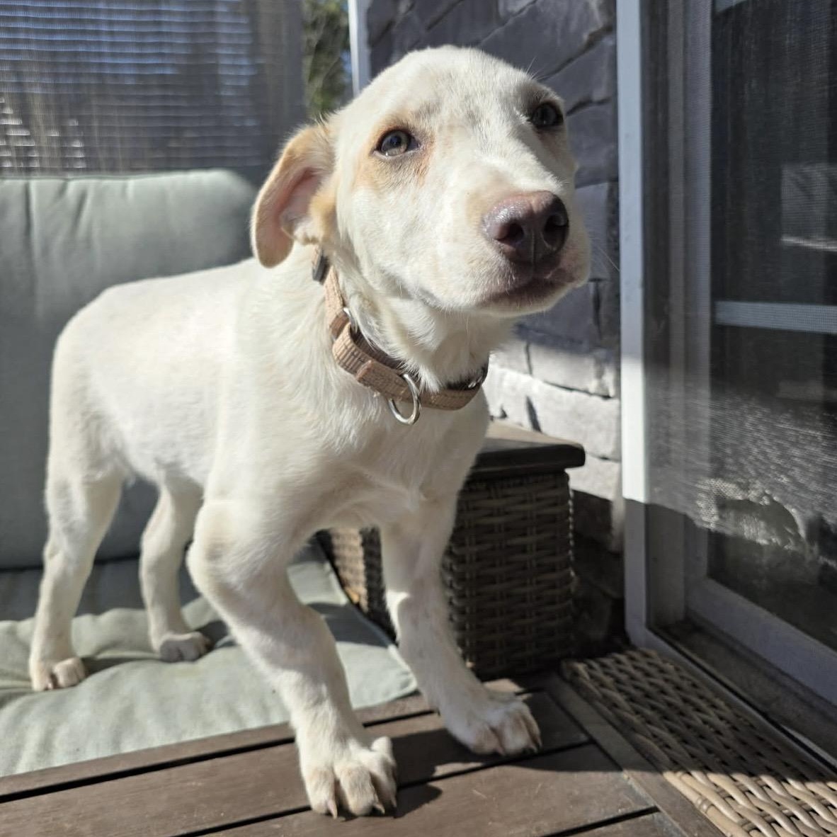 Ricky , a ADOPTABLE mixed breed in Pelham, NH image 2/6