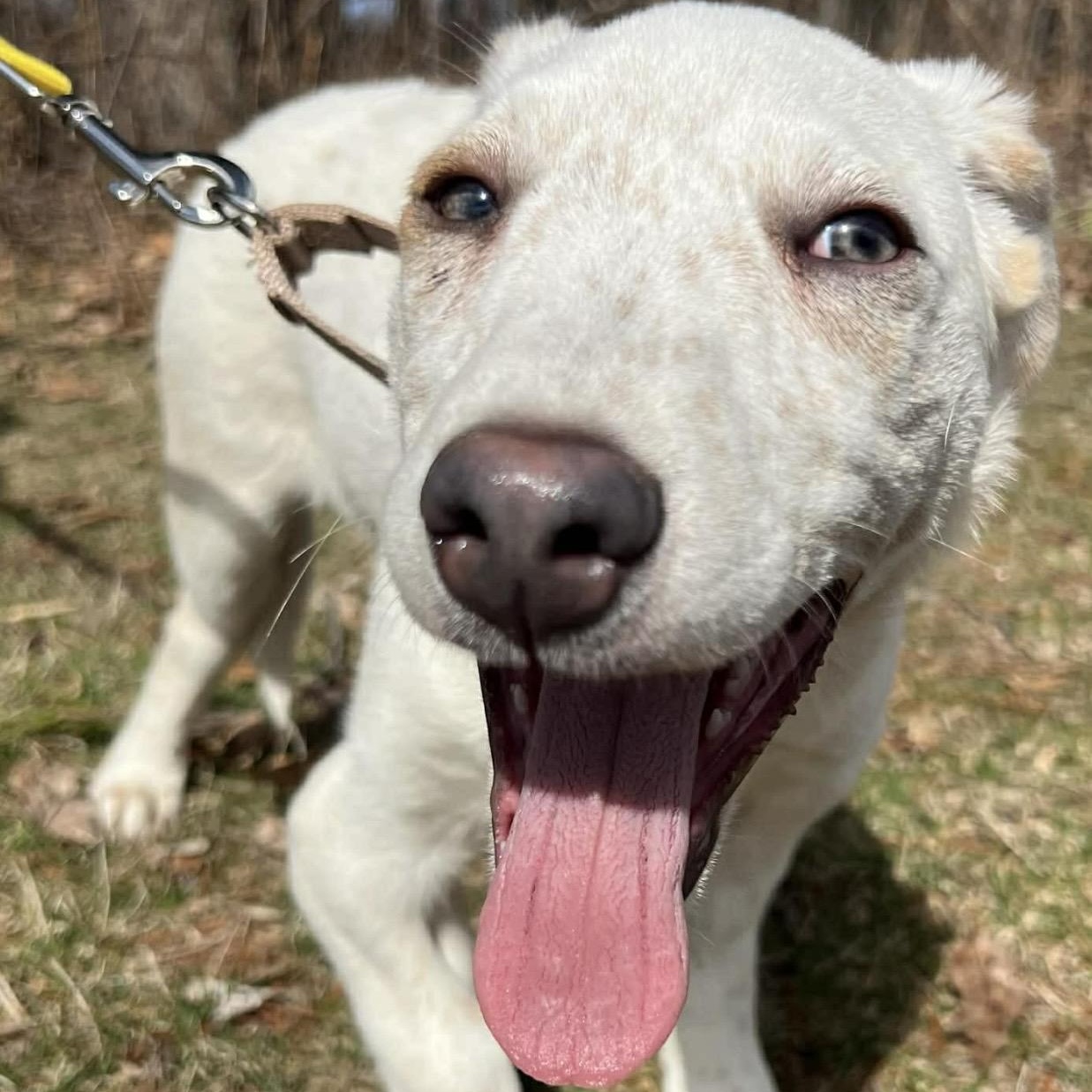 Ricky , a ADOPTABLE mixed breed in Pelham, NH image 5/6
